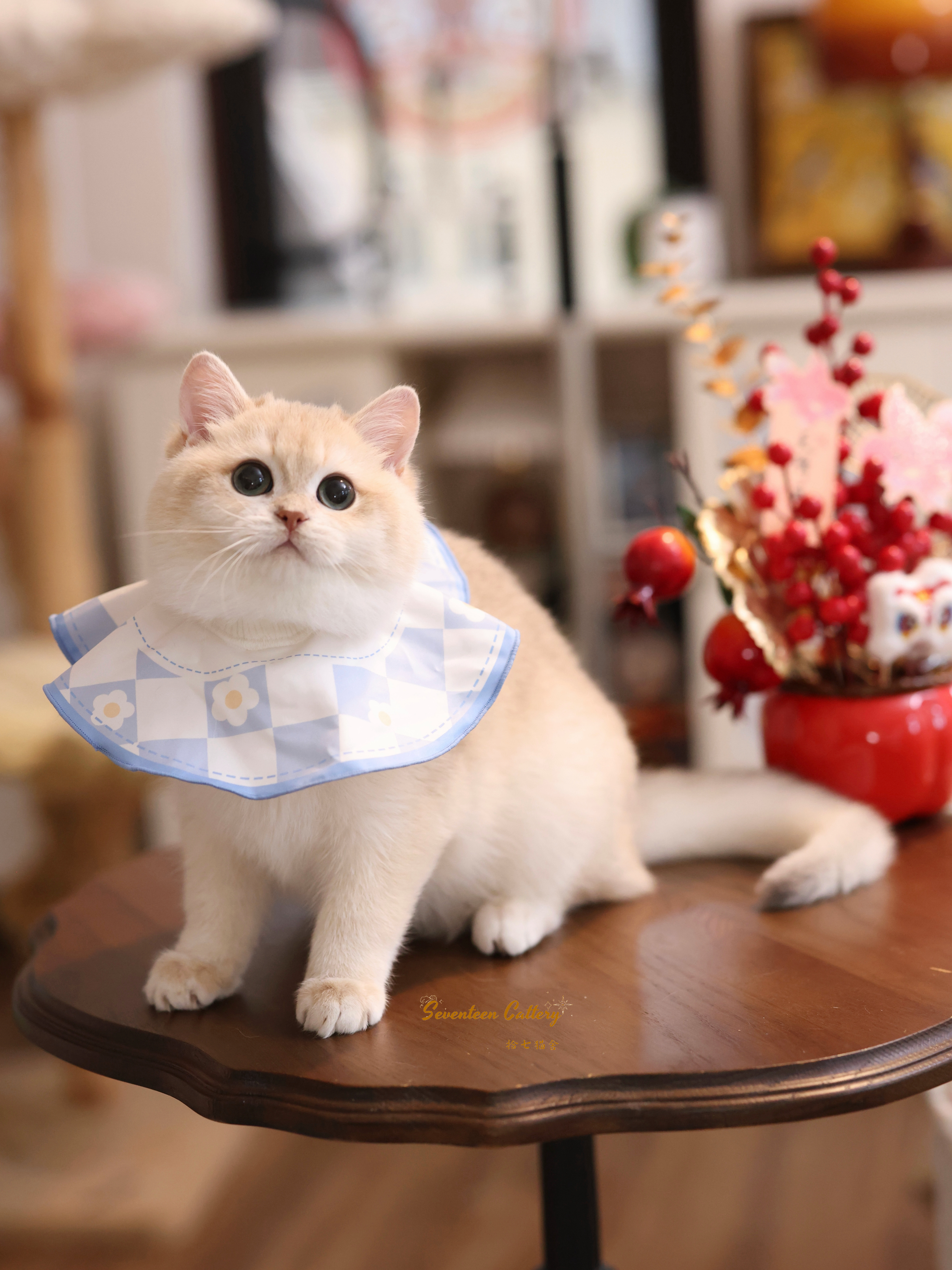 奶油小生 照片 9