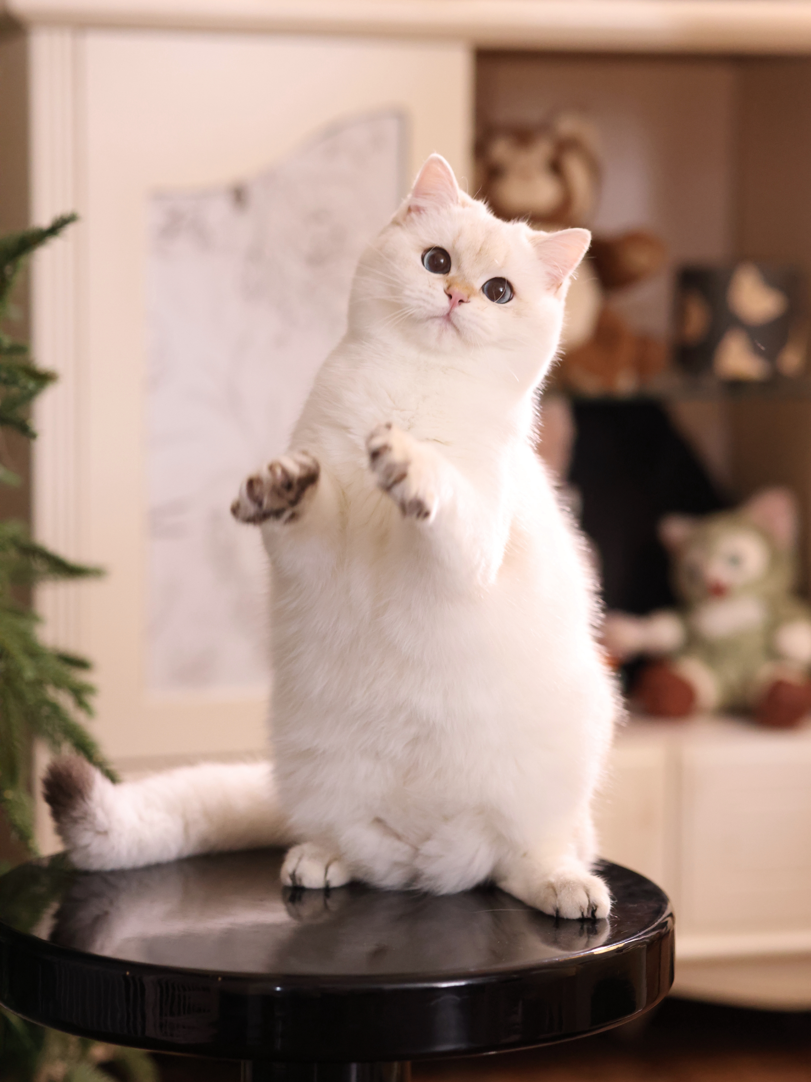 碰碰弟弟 照片 3