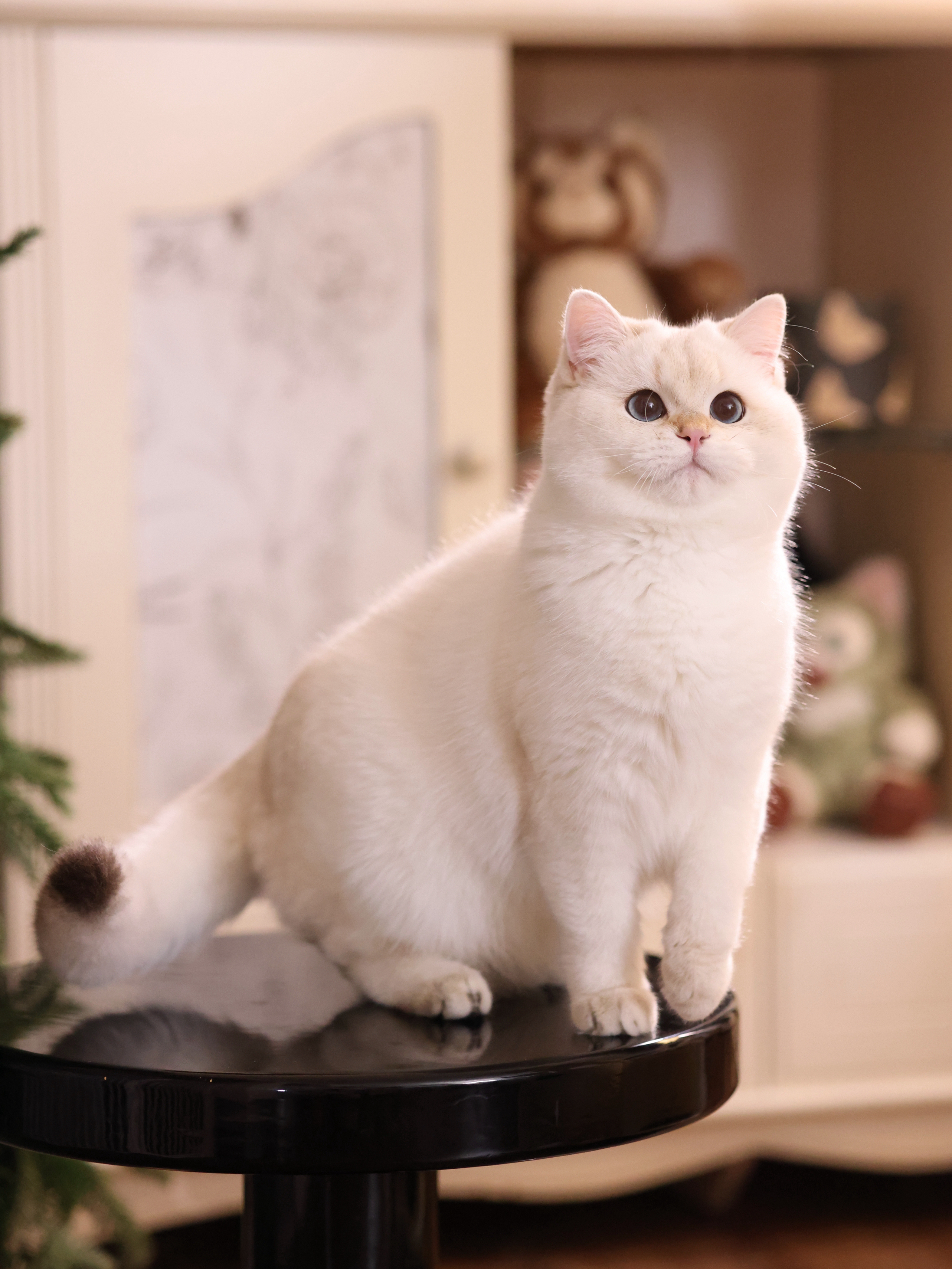 碰碰弟弟 照片 4