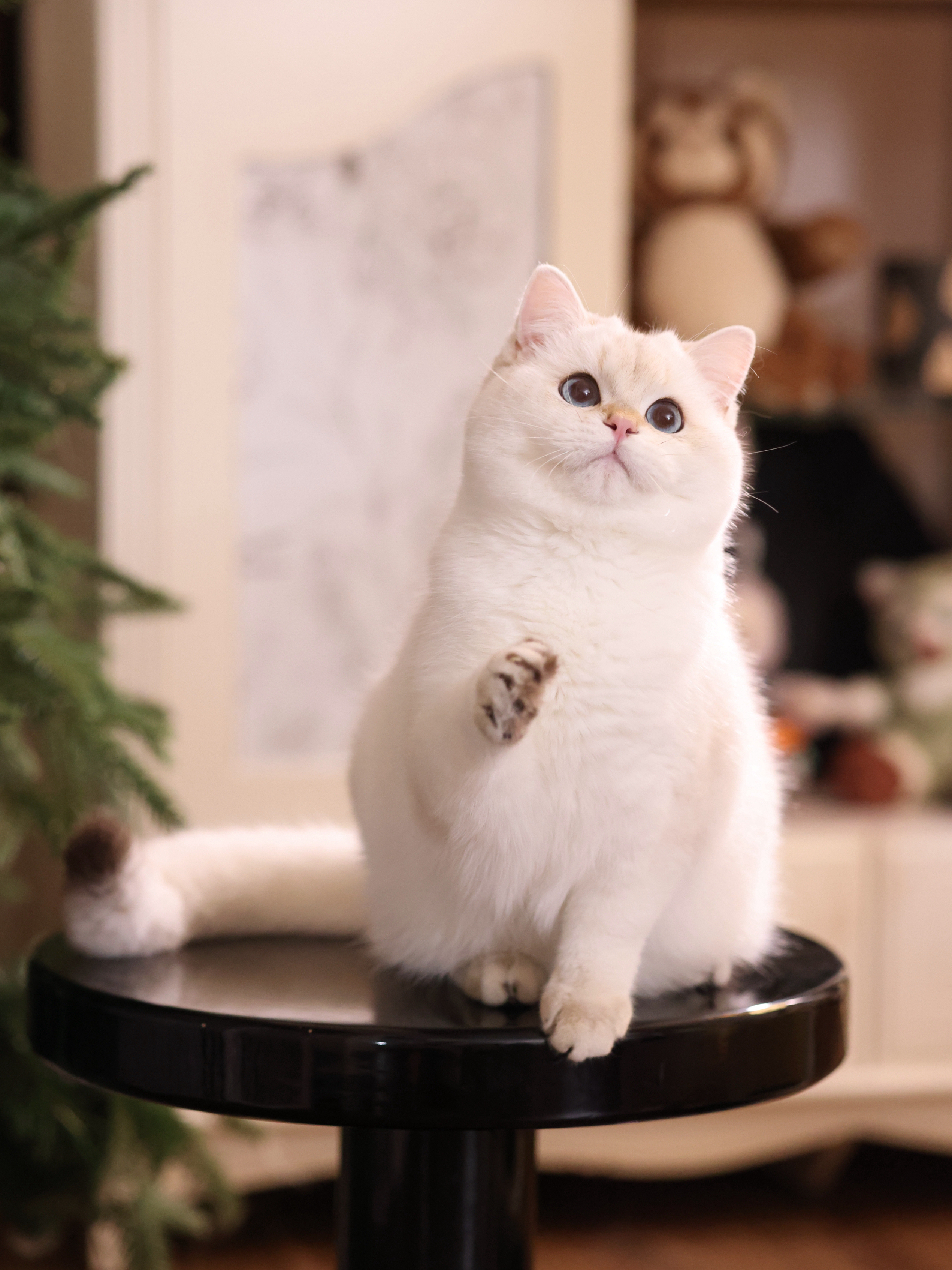 碰碰弟弟 照片 5