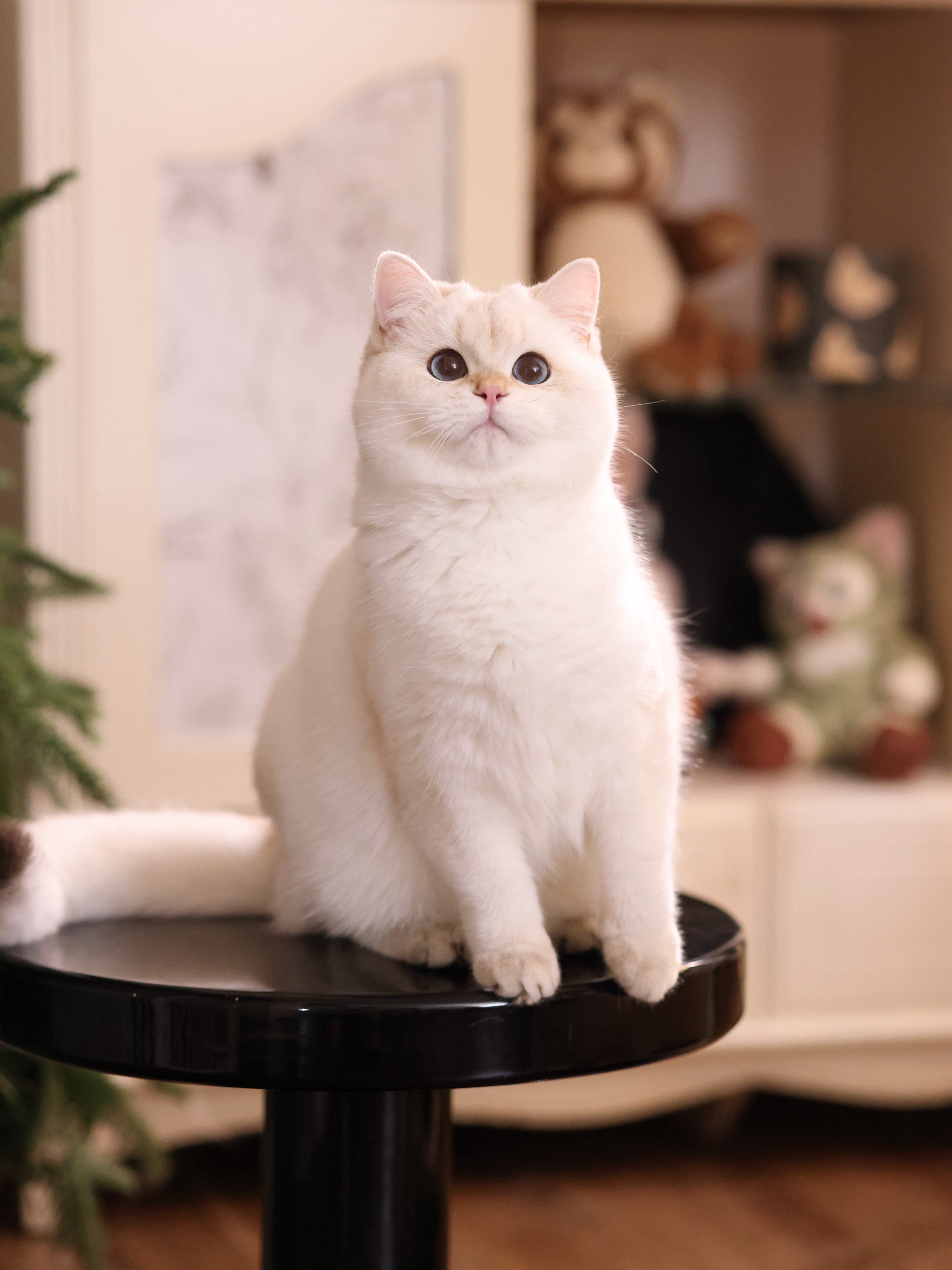 碰碰弟弟 照片 6