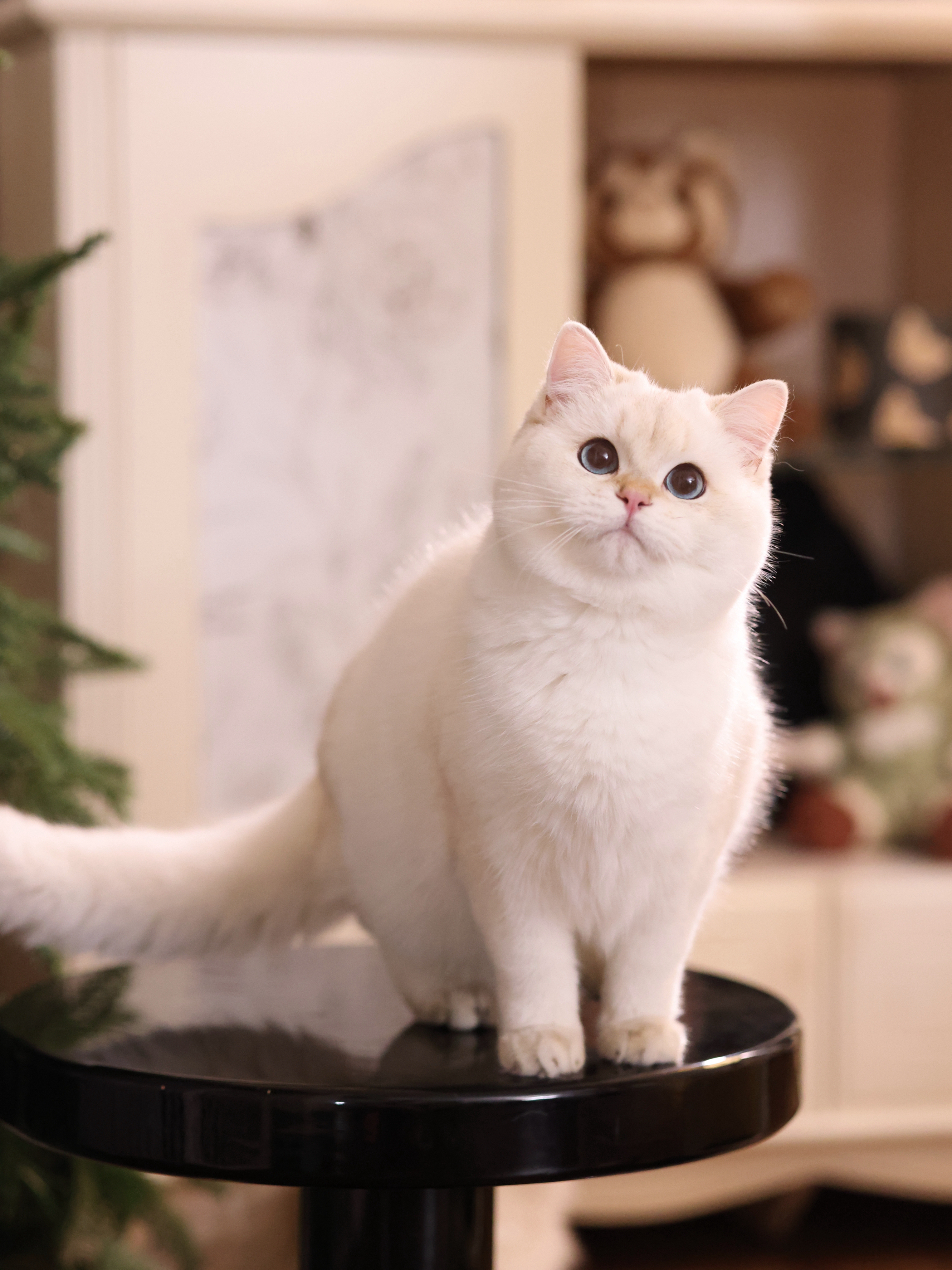 碰碰弟弟 照片 7