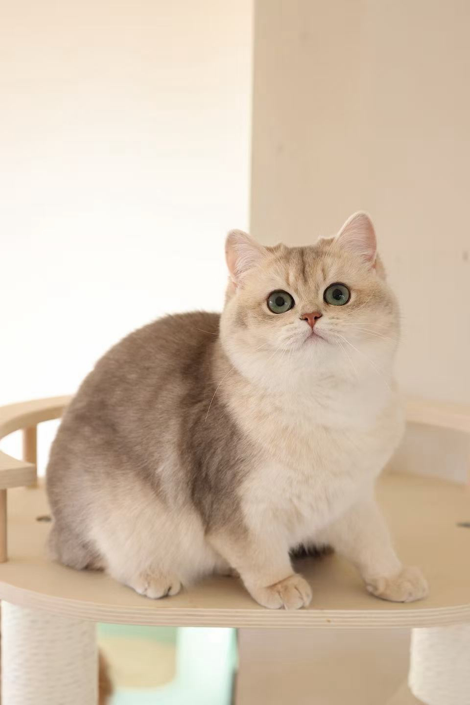布丁