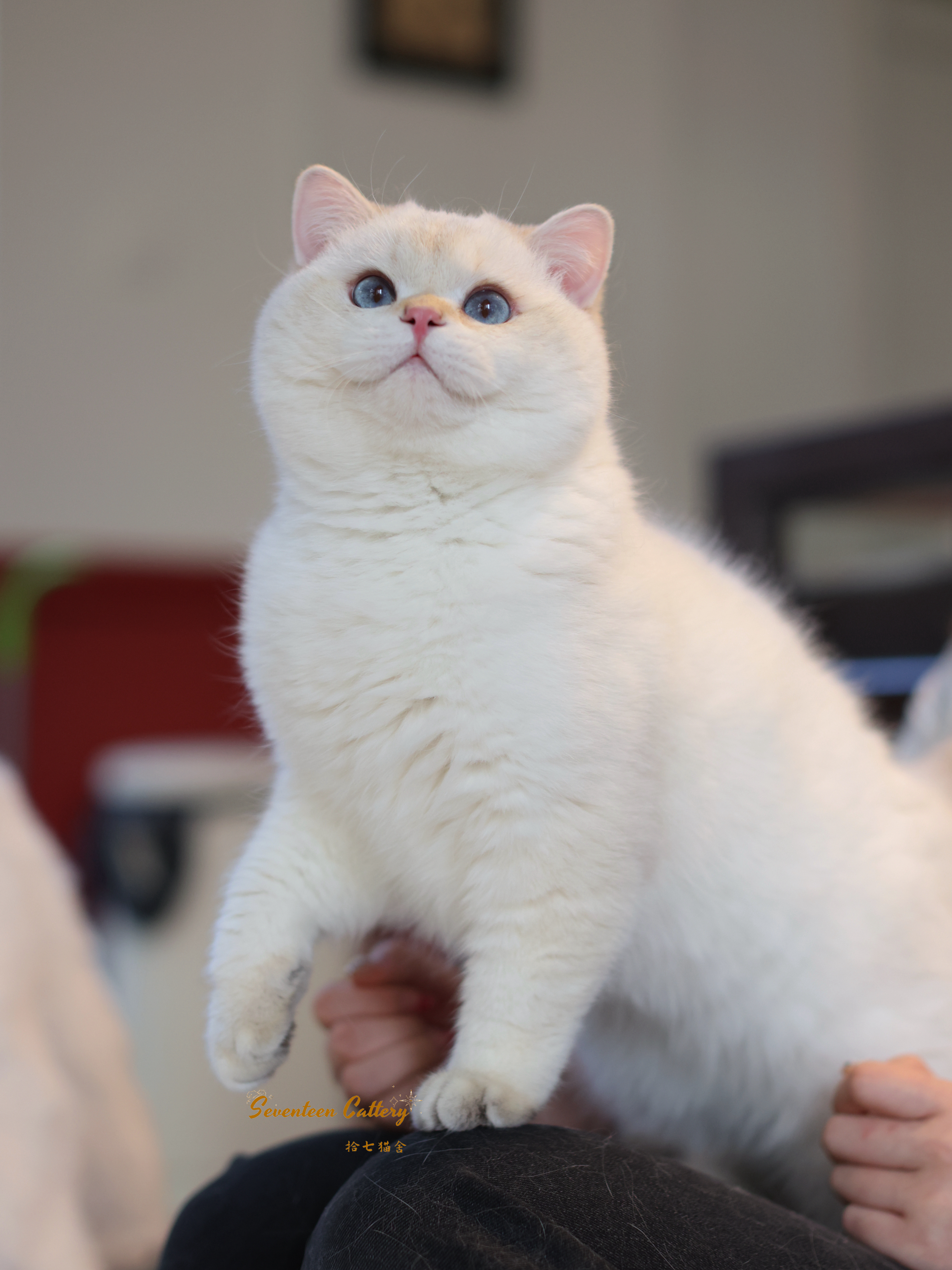 金点短毛弟弟 照片 2