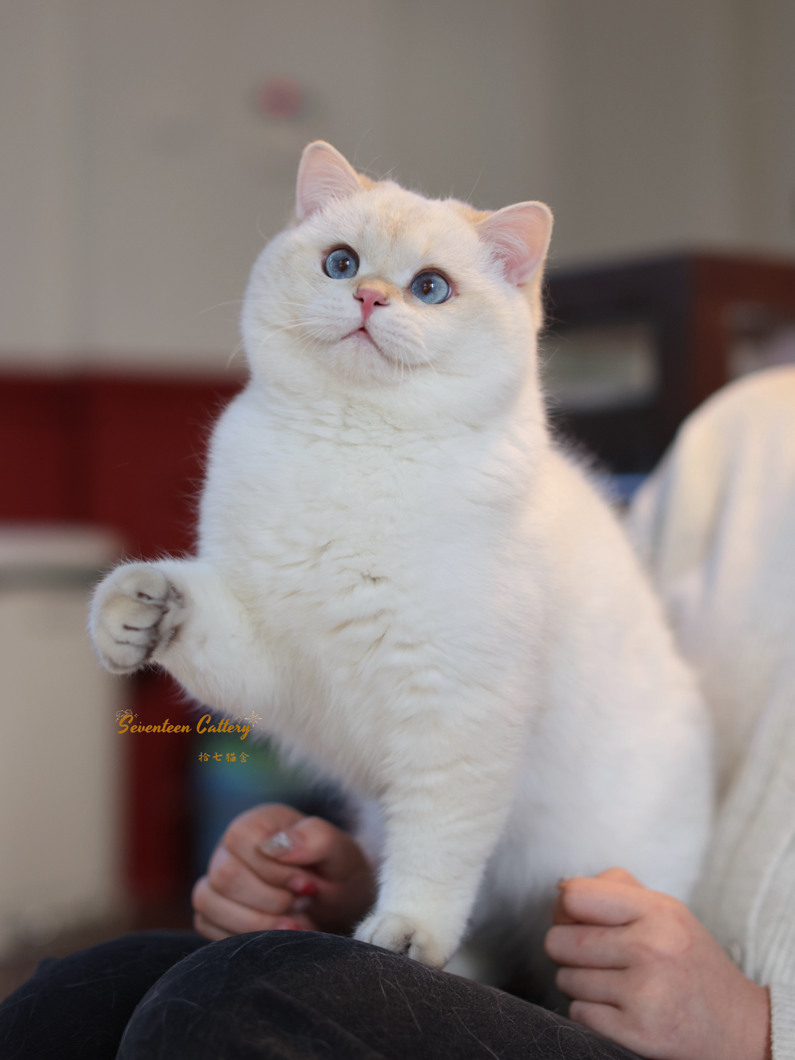 金点短毛弟弟 照片 4