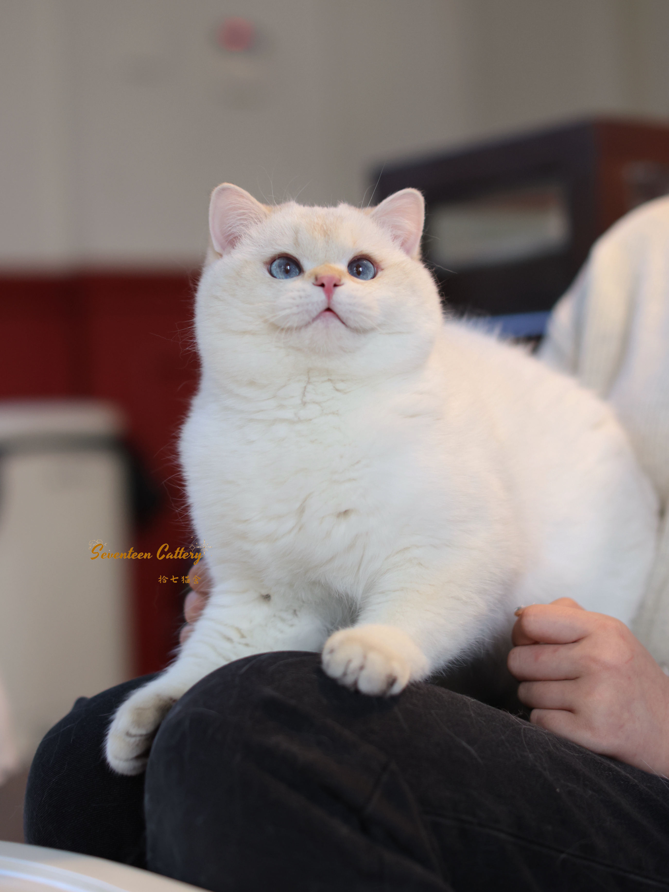 金点短毛弟弟 照片 5