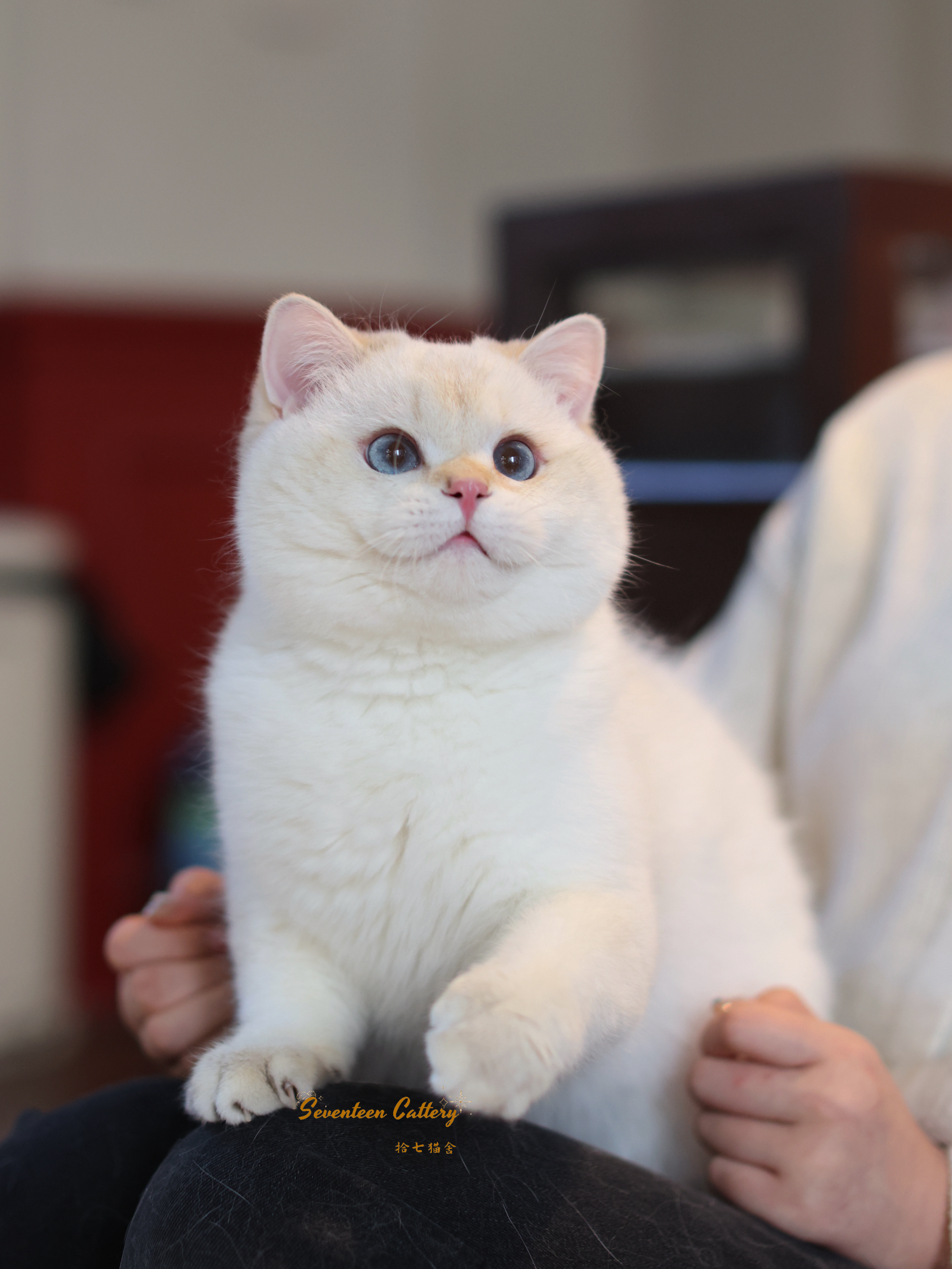 金点短毛弟弟 照片 6