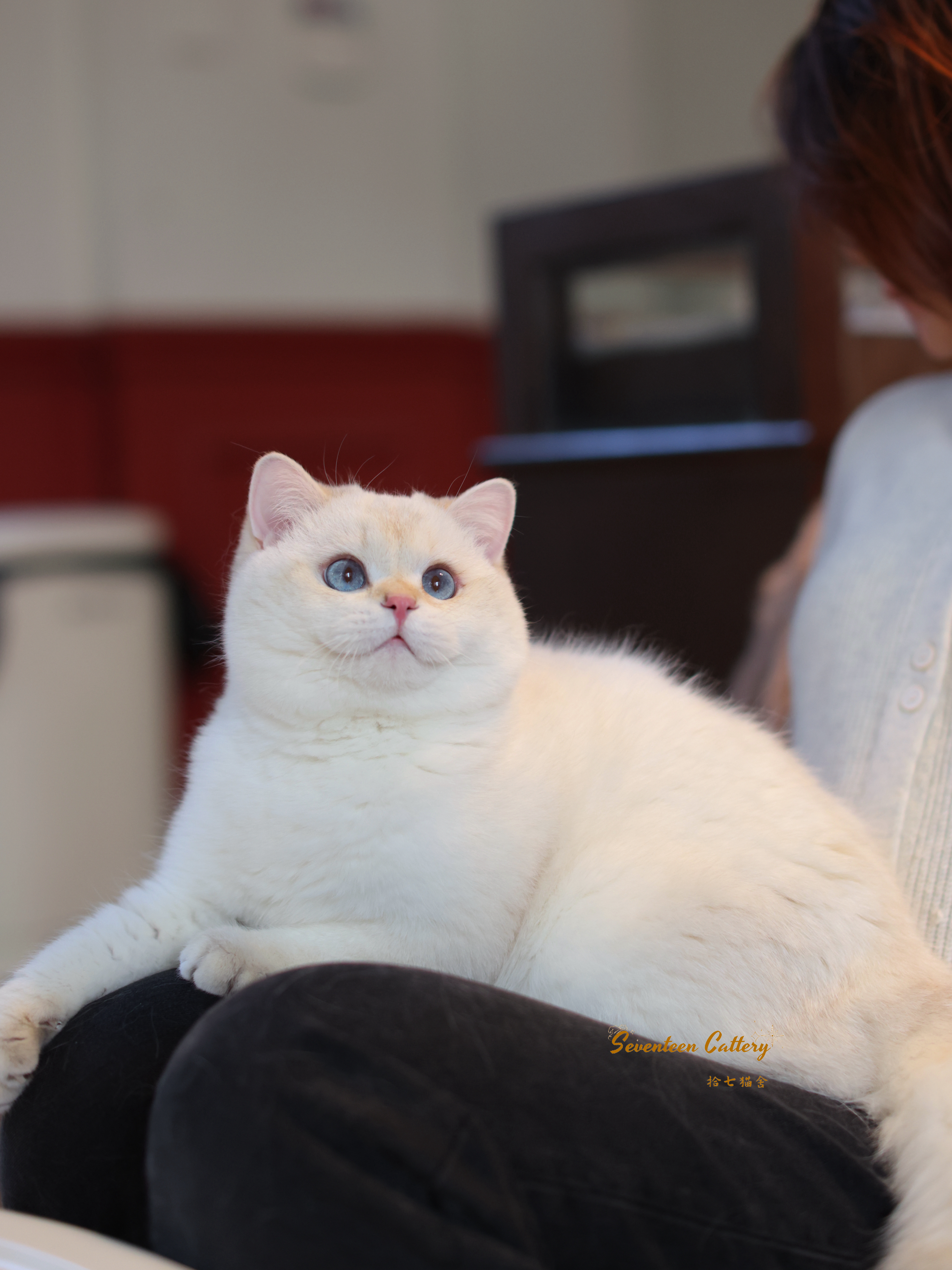 金点短毛弟弟 照片 7