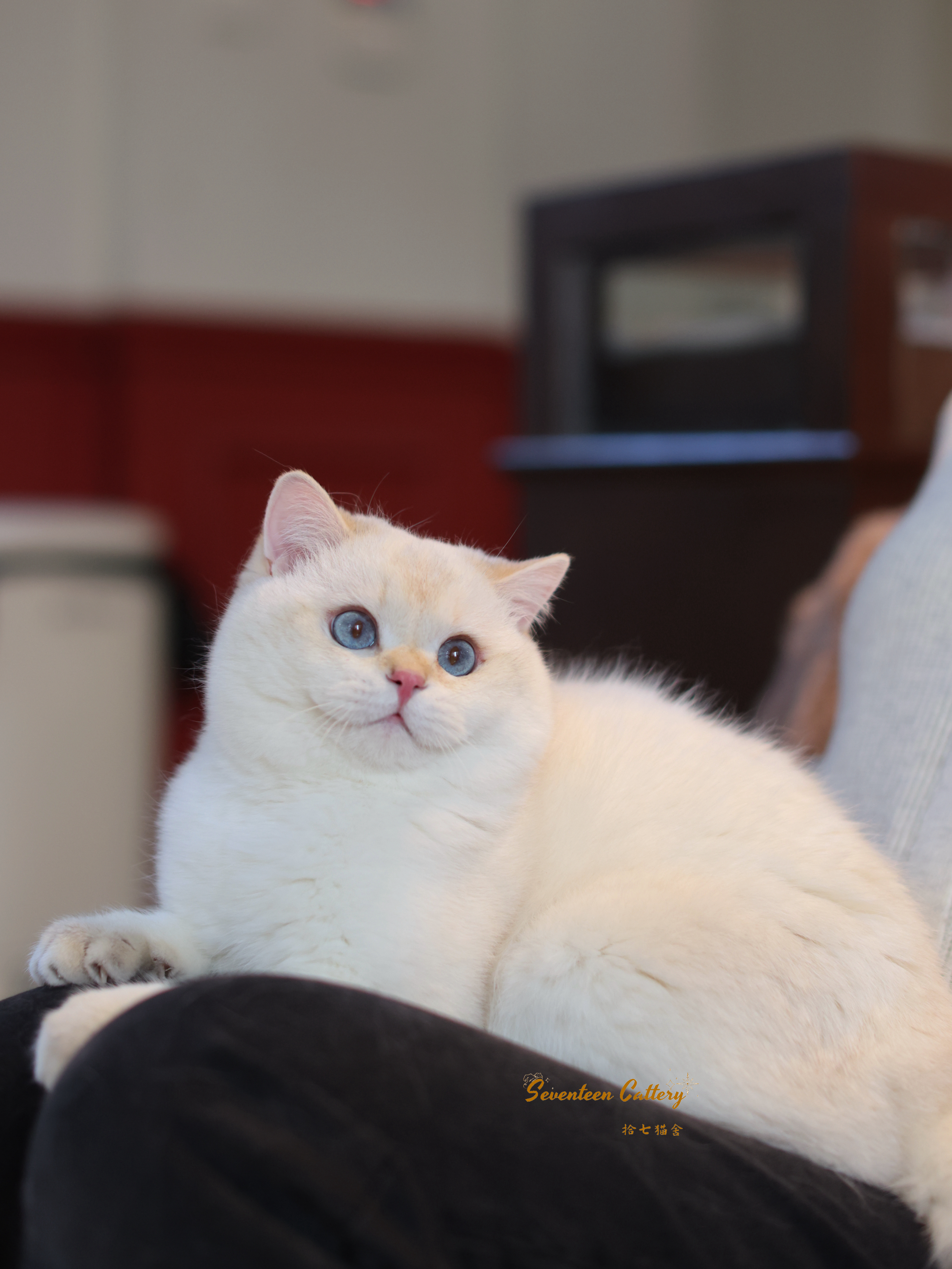 金点短毛弟弟 照片 8