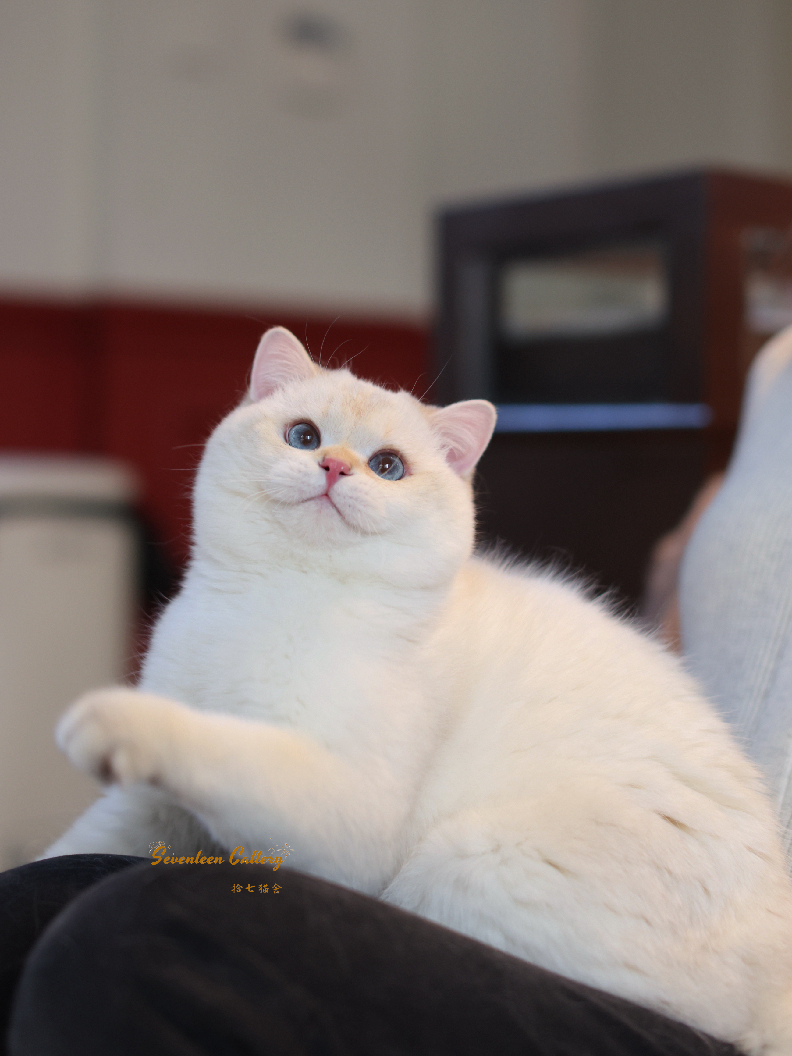 金点短毛弟弟 照片 9