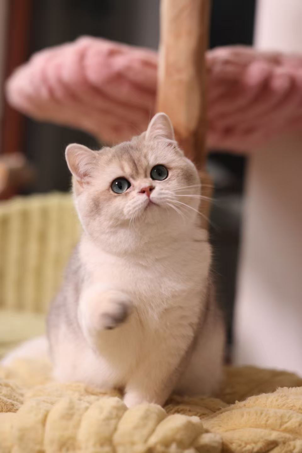 可乐