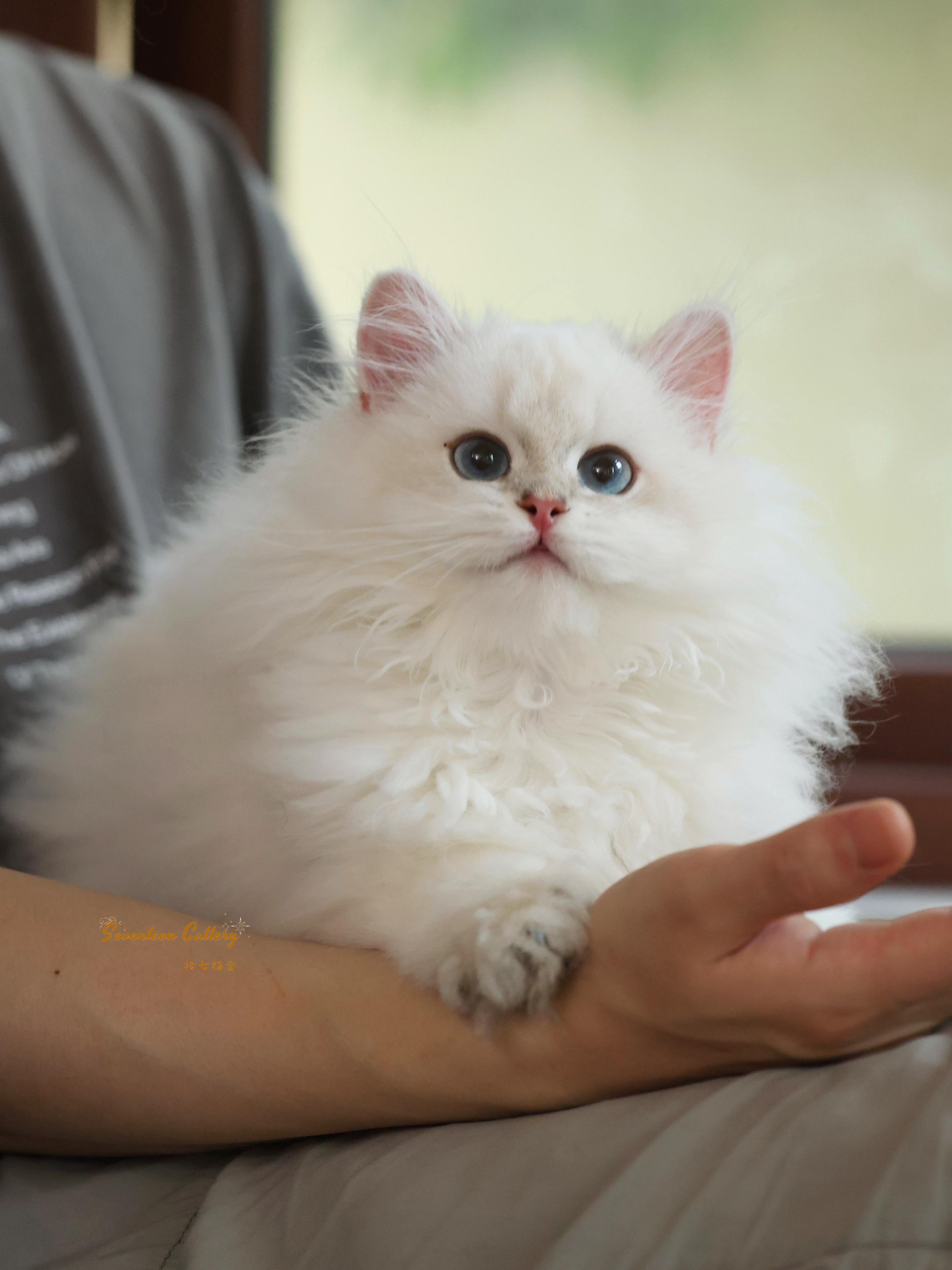 大毛