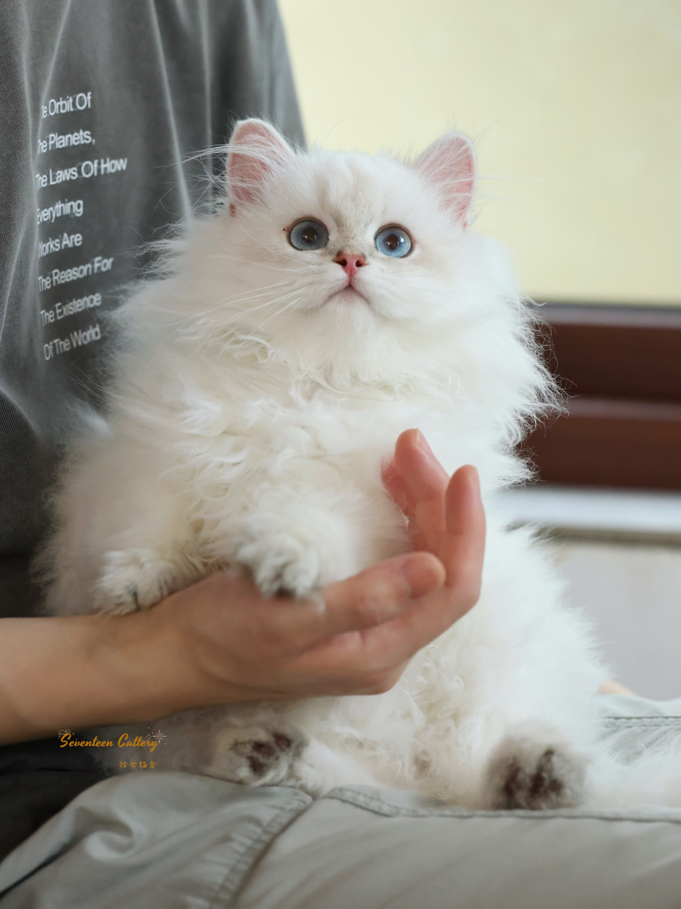 大毛 3