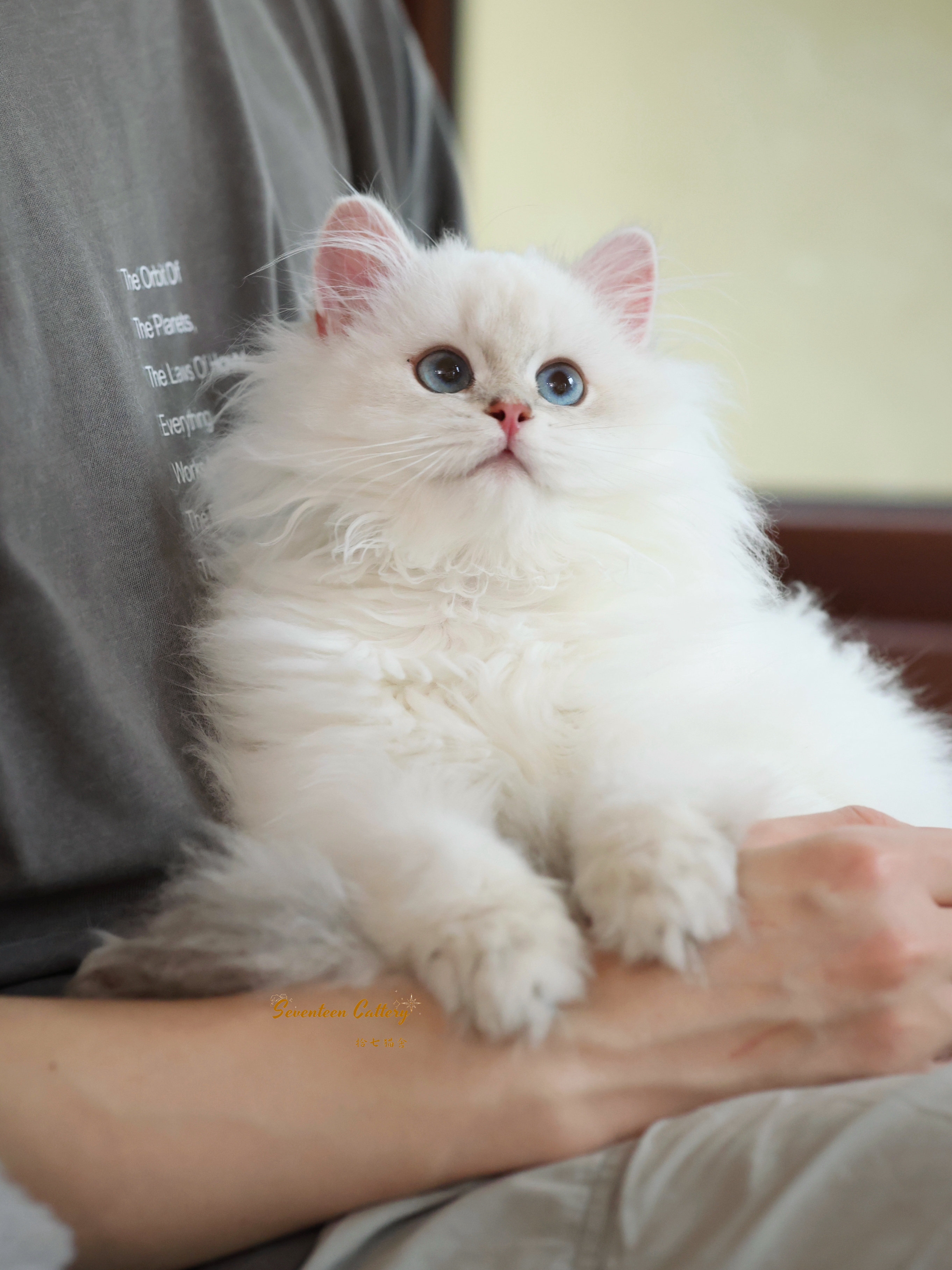 大毛 9