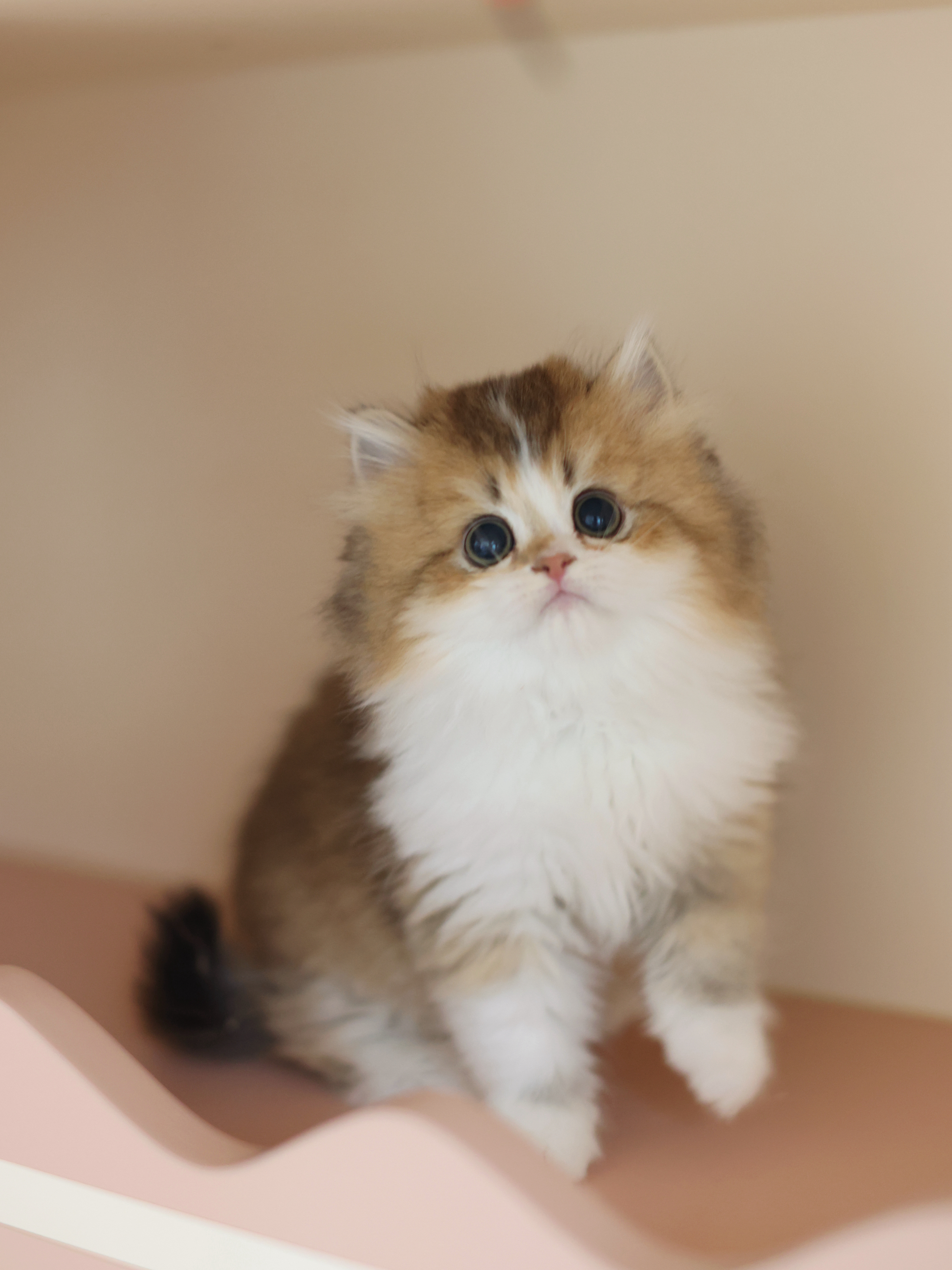 贴贴