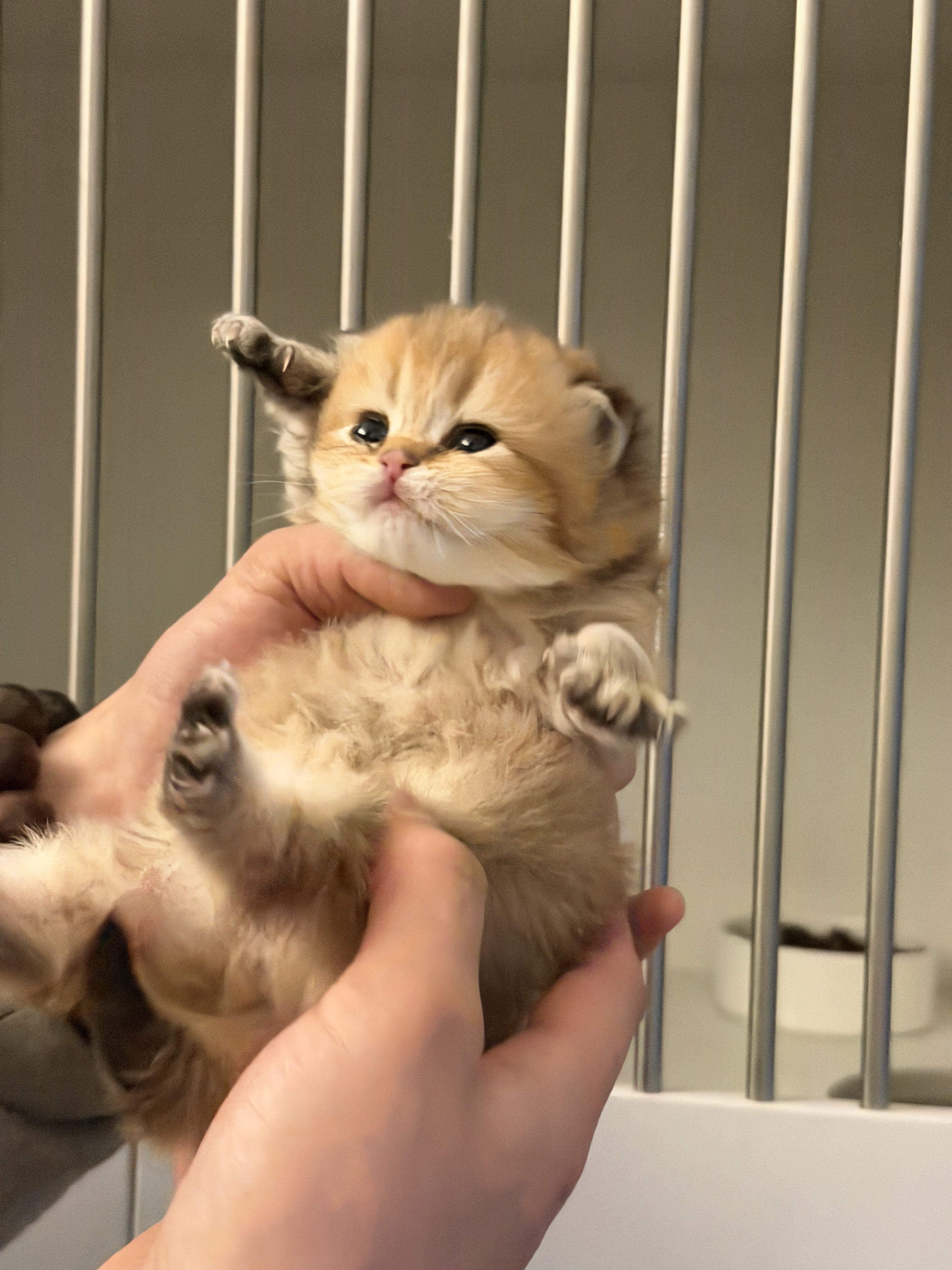 蛋蛋
