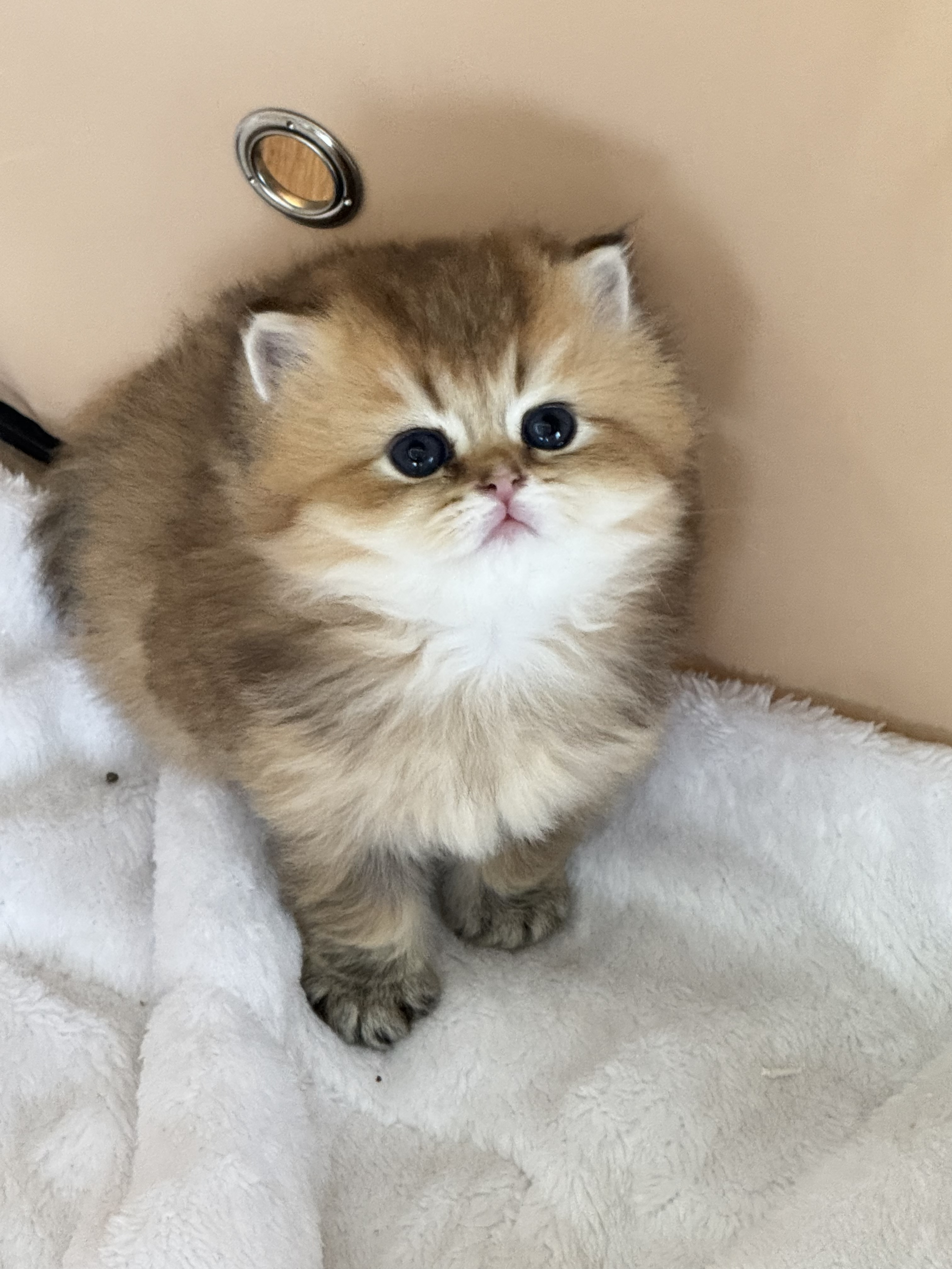 蛋蛋