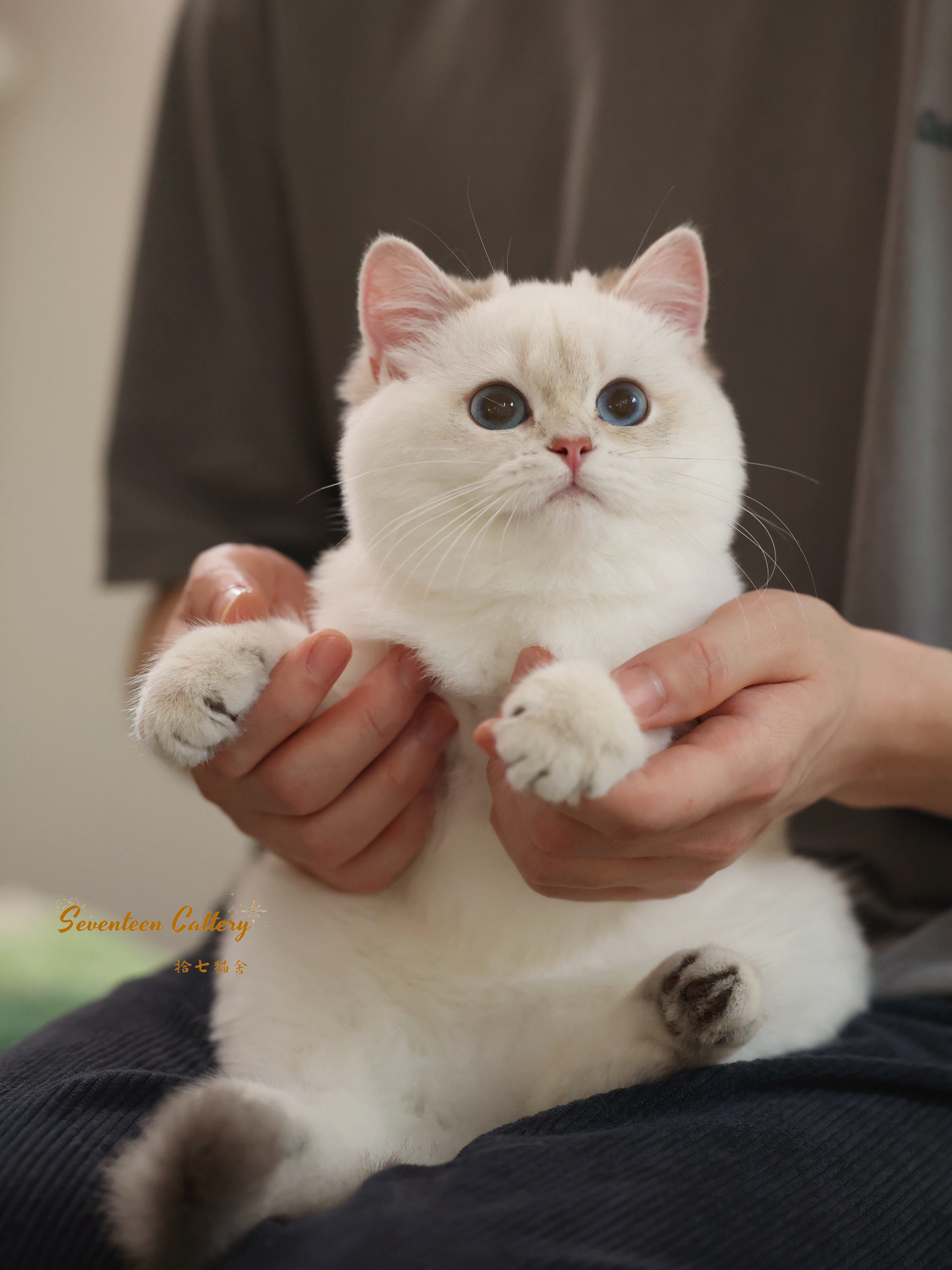 四毛 7
