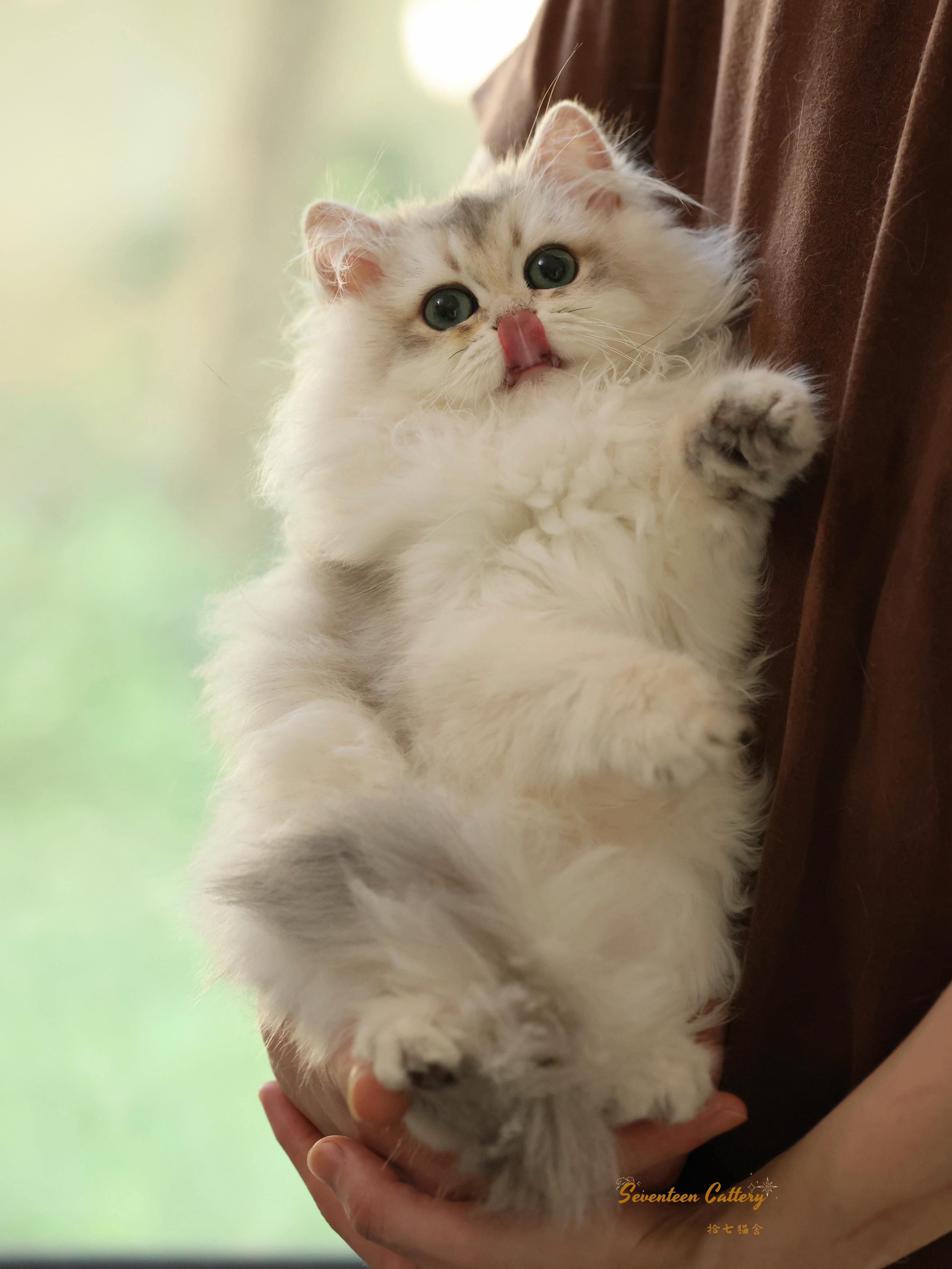 妹饼 6