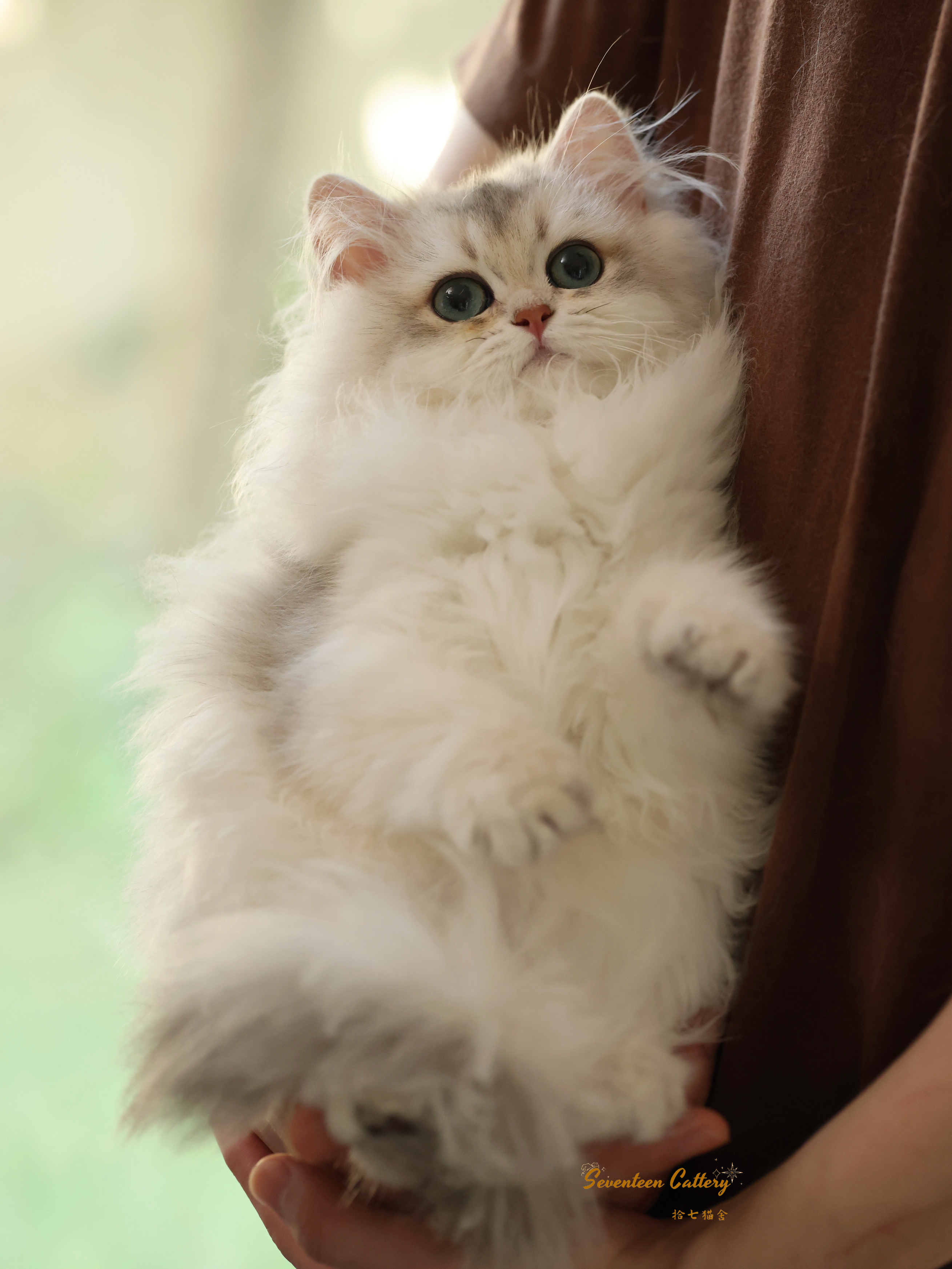 妹饼 7