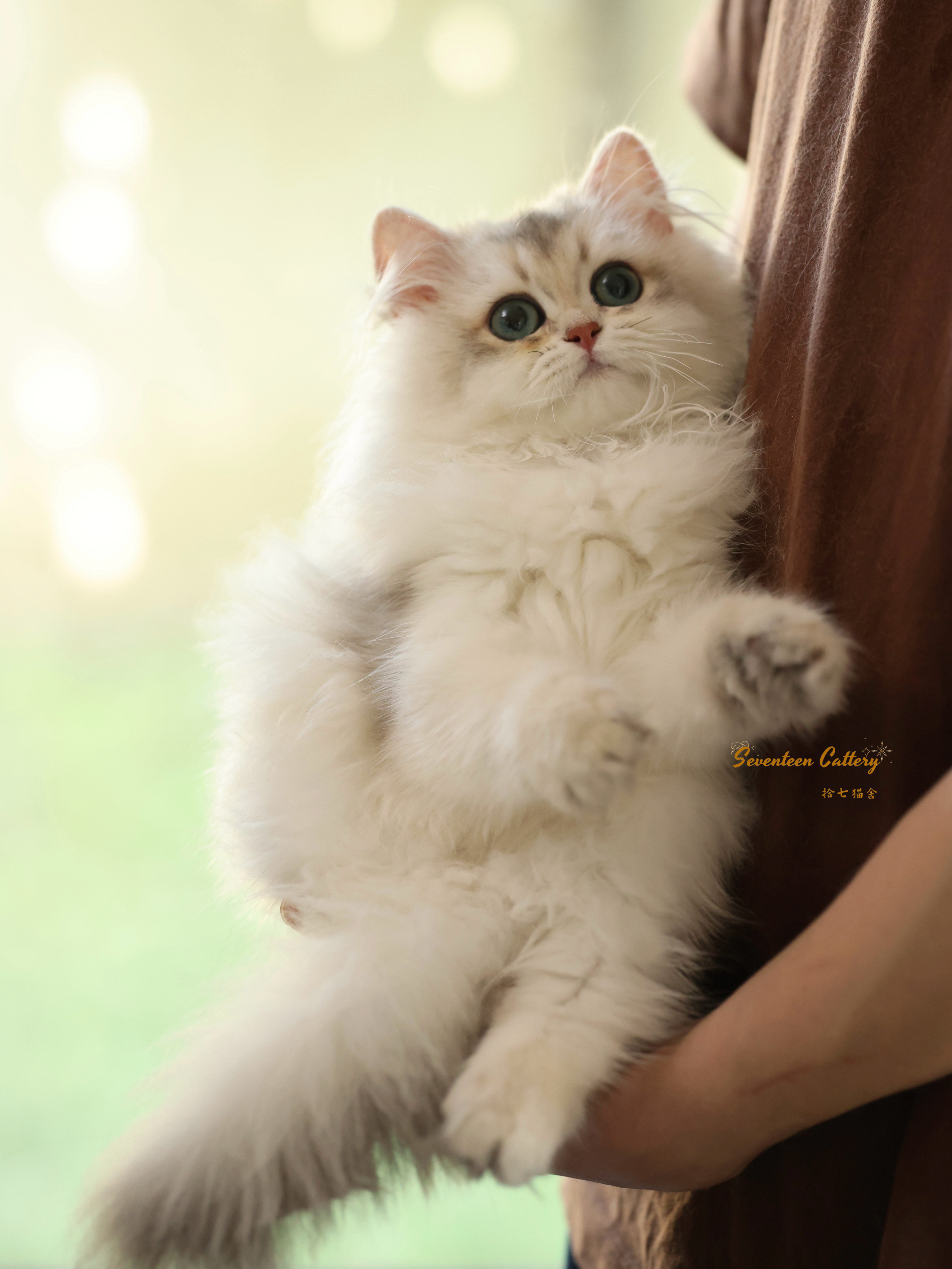 妹饼 8