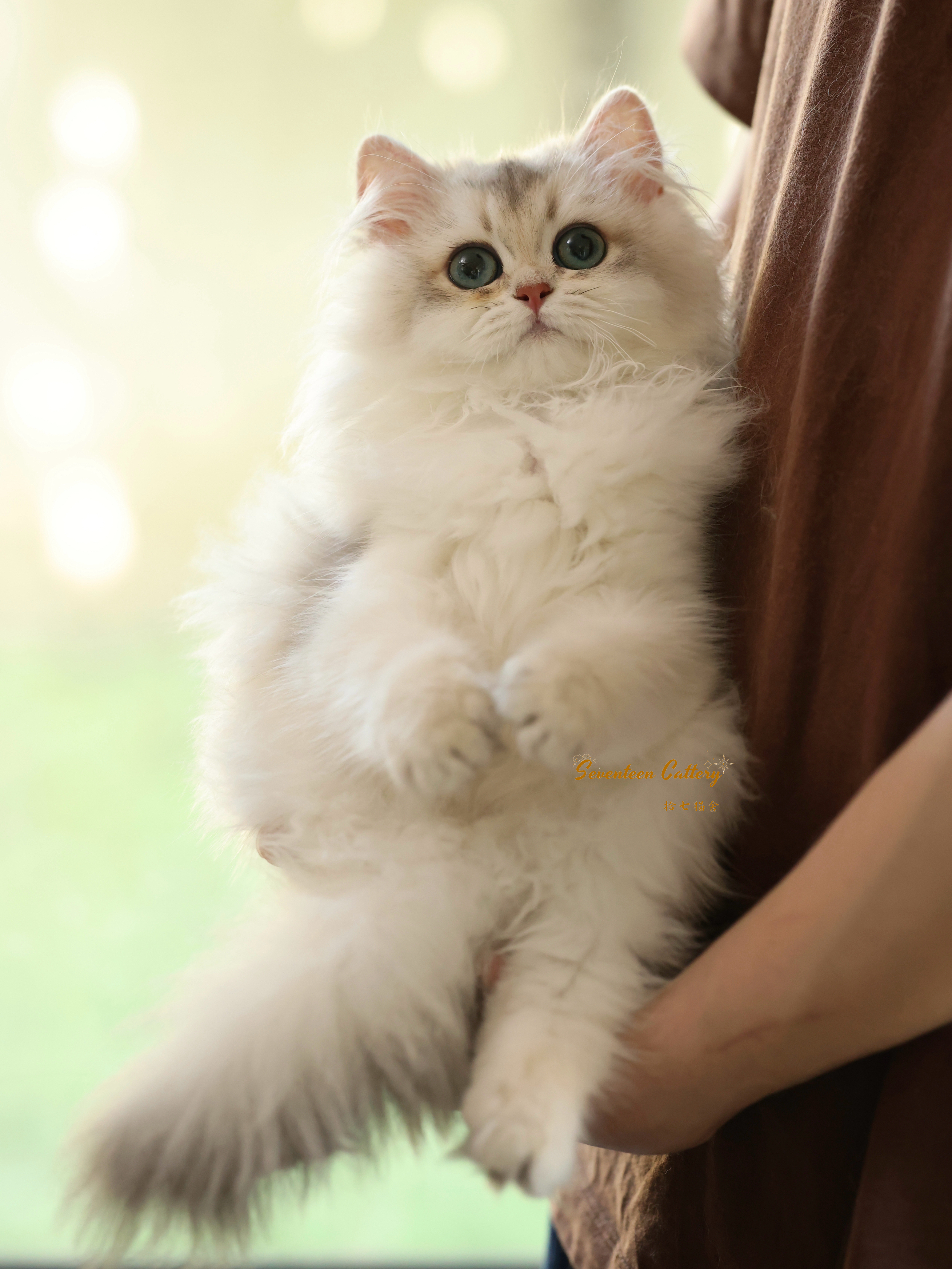 妹饼 9