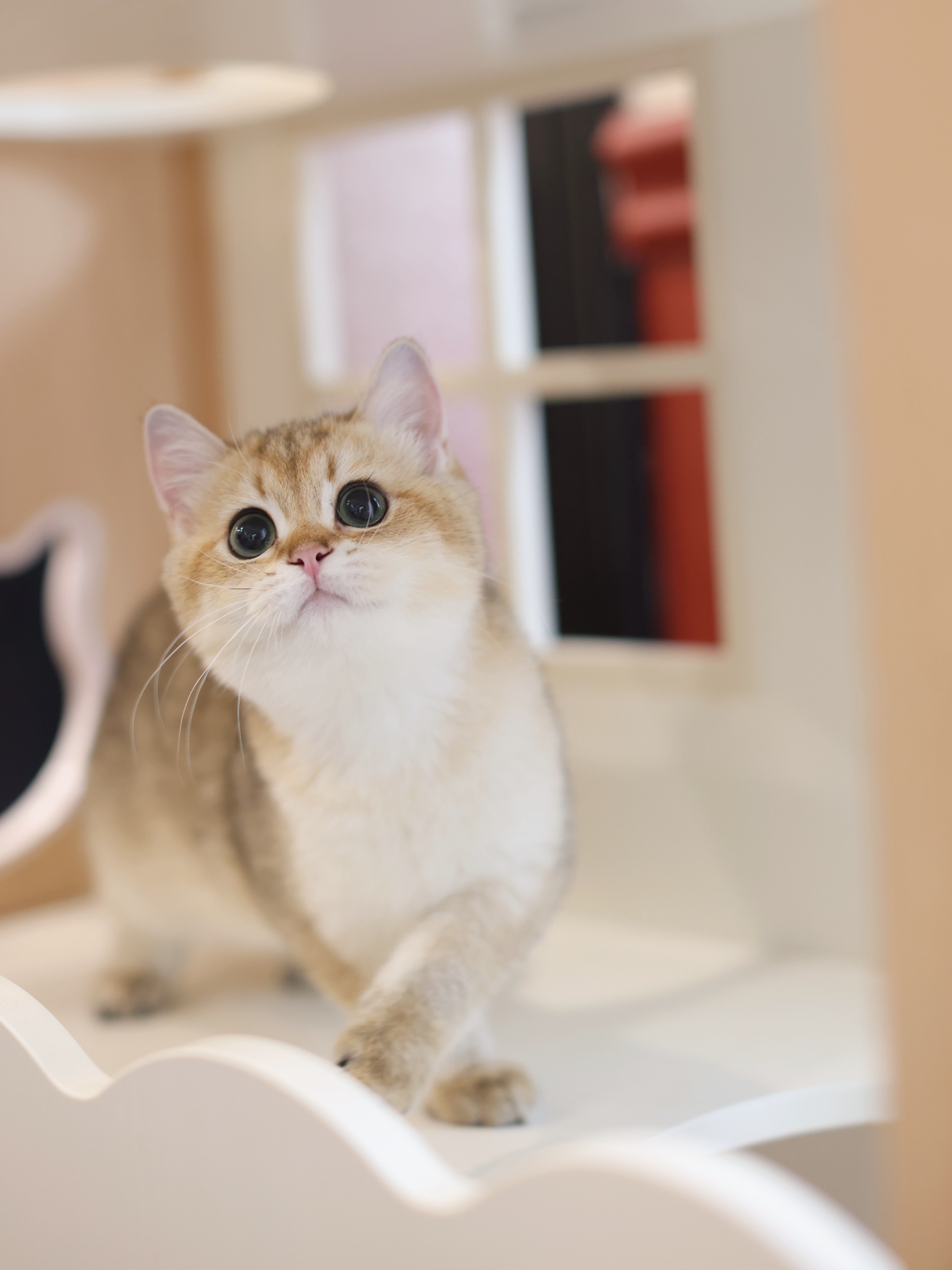 翠花 8