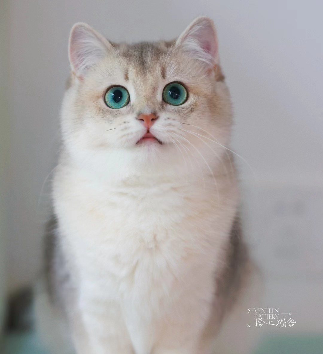 瓶瓶