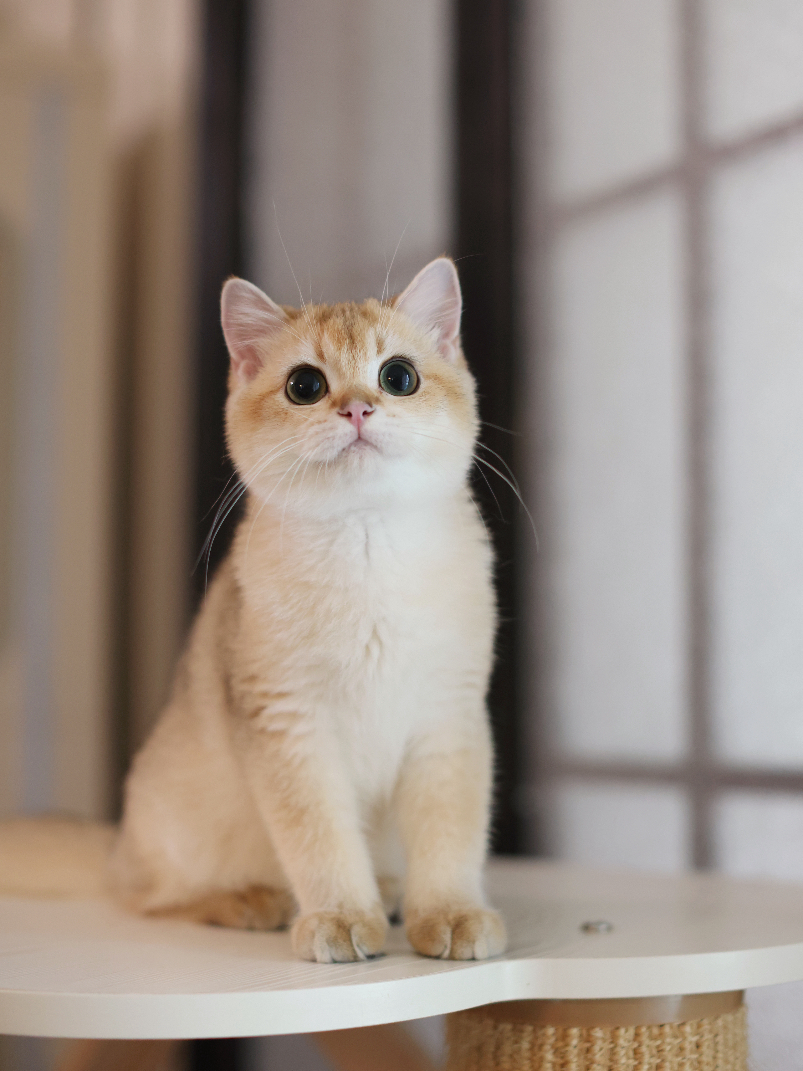 金弟
