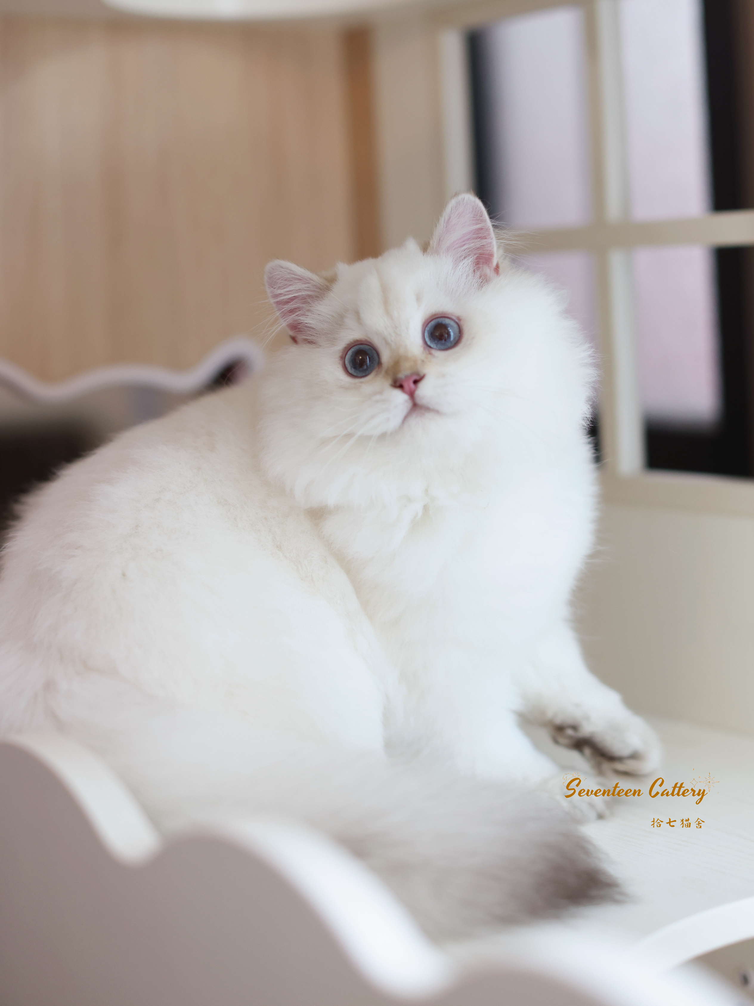 点短