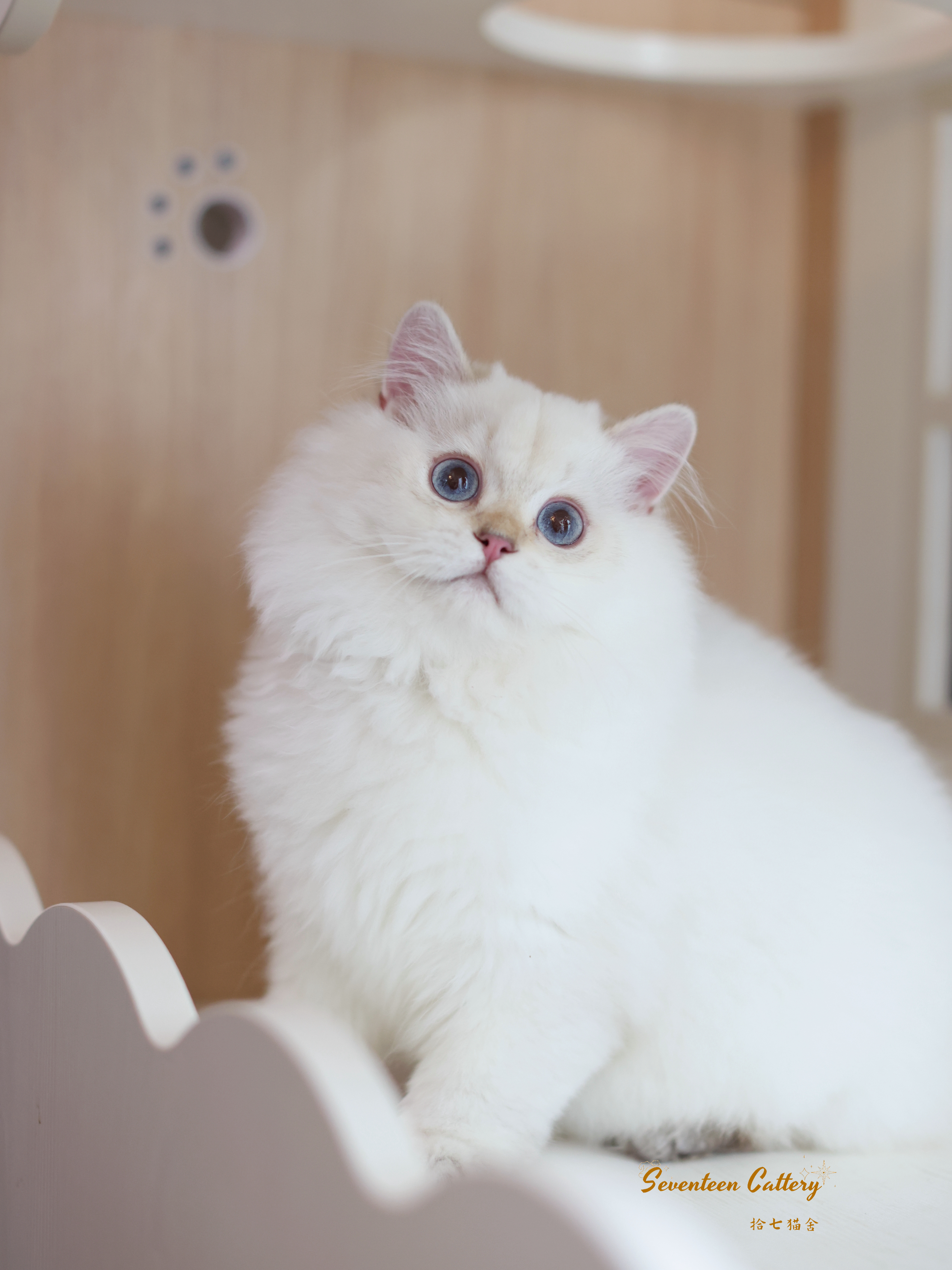 点短 7
