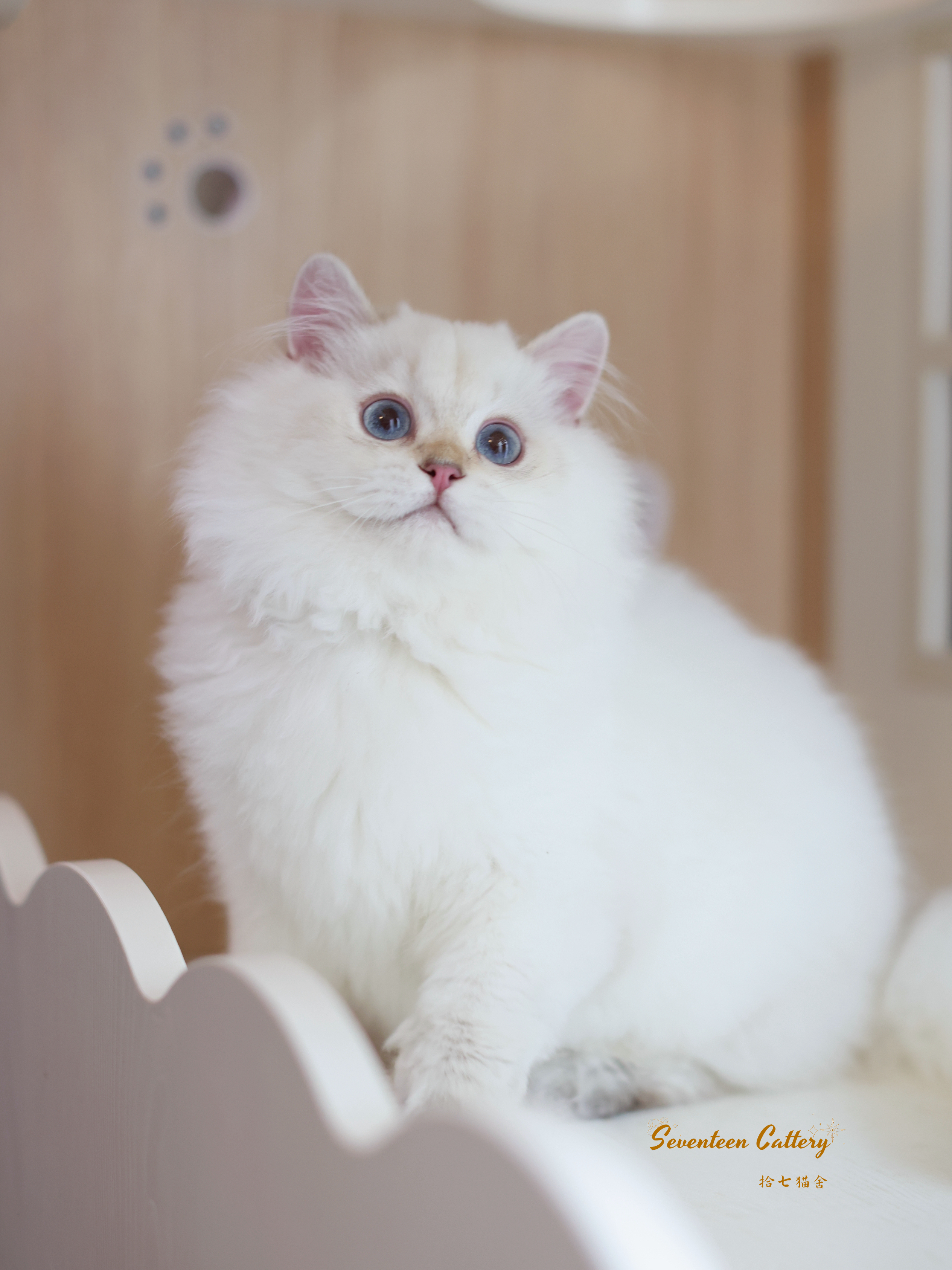 点短 8