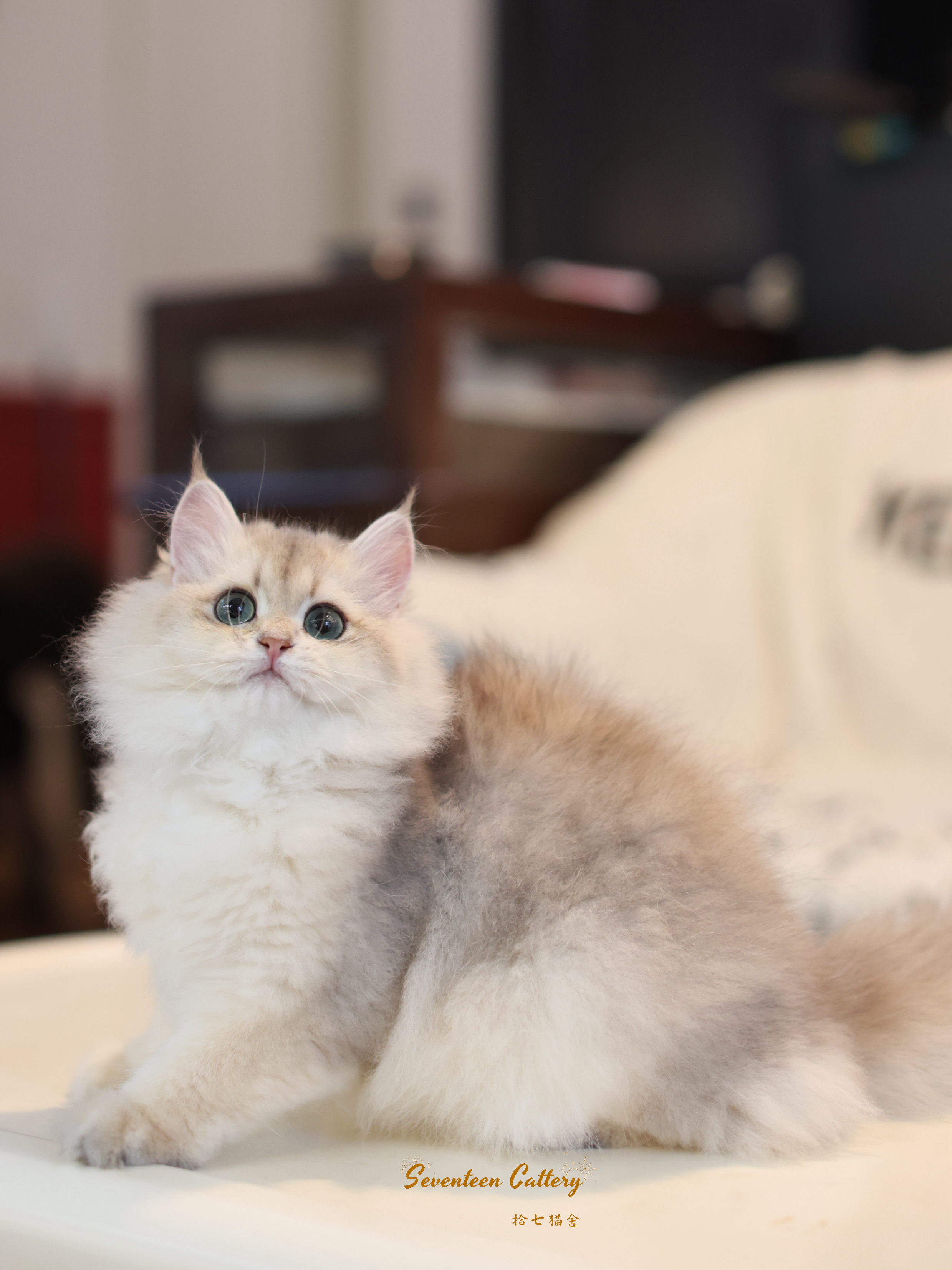 #拾七猫咪合辑
最近工作状态没恢复，怎么拍猫都觉得丑
昨天在小角落发现这个小孩
我说试试光吧，耳毛都还没来得及拔
出来的状态还不错
星巴克&金大胖双血线结合
