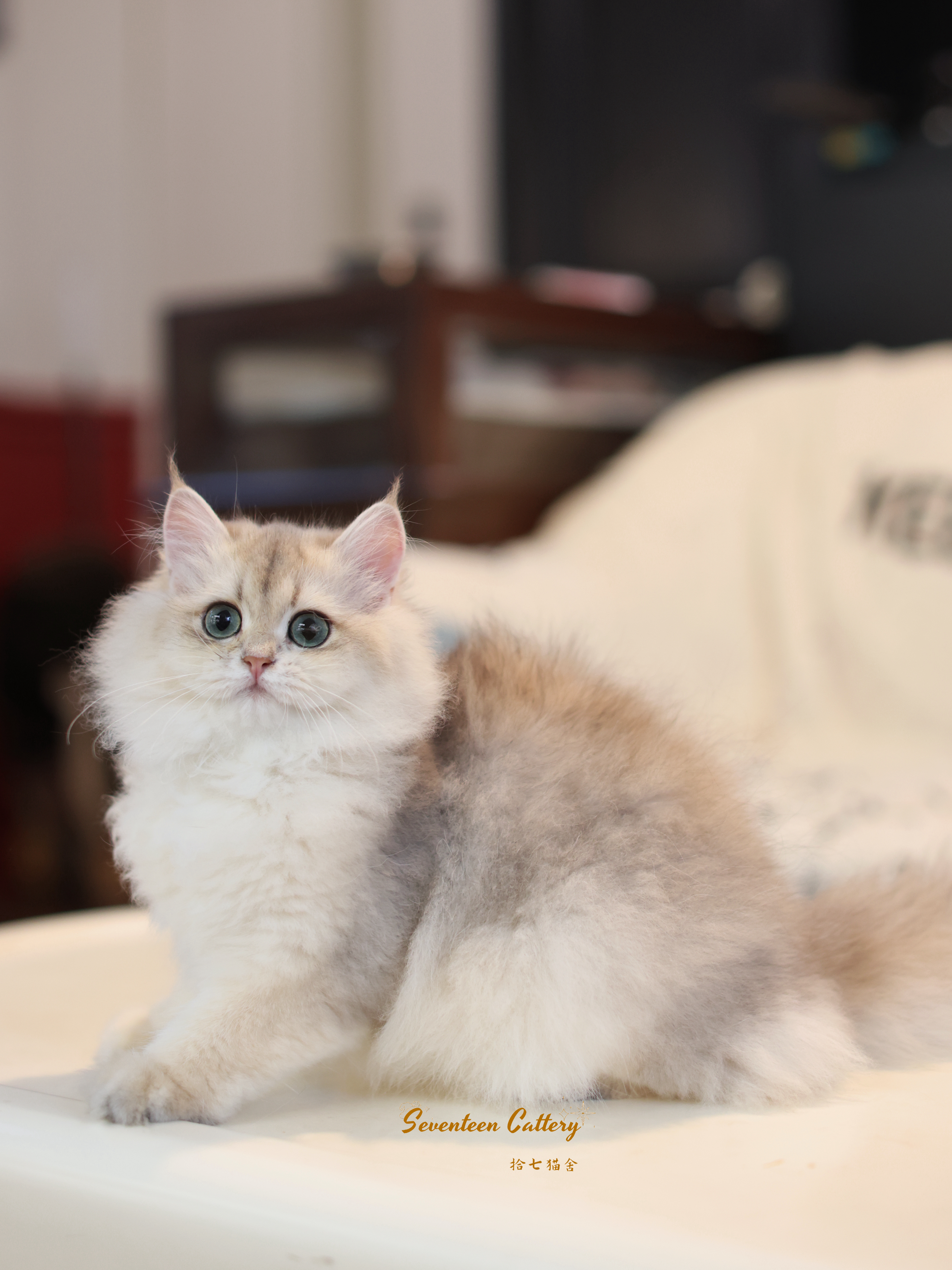 #拾七猫咪合辑
最近工作状态没恢复，怎么拍猫都觉得丑
昨天在小角落发现这个小孩
我说试试光吧，耳毛都还没来得及拔
出来的状态还不错
星巴克&金大胖双血线结合