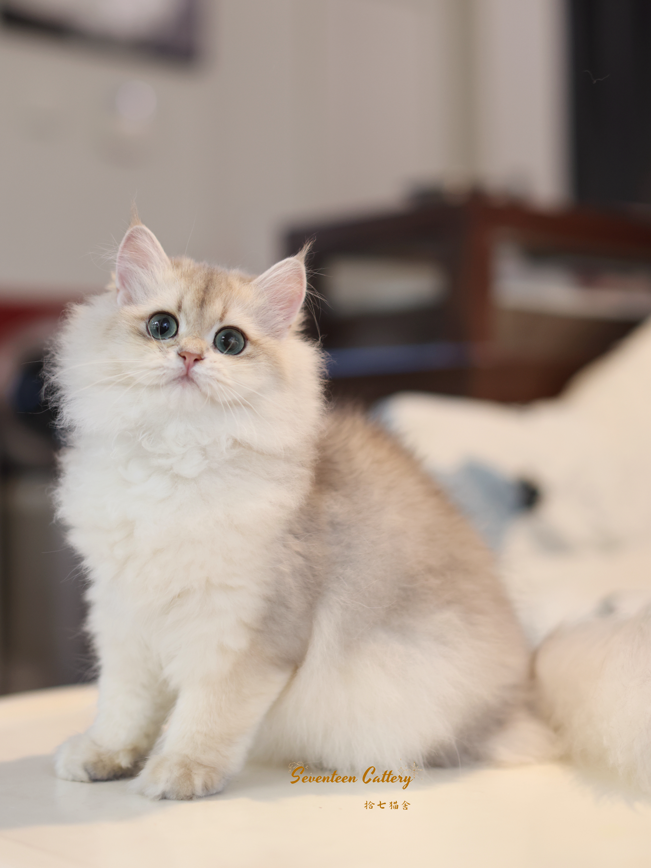 #拾七猫咪合辑
最近工作状态没恢复，怎么拍猫都觉得丑
昨天在小角落发现这个小孩
我说试试光吧，耳毛都还没来得及拔
出来的状态还不错
星巴克&金大胖双血线结合