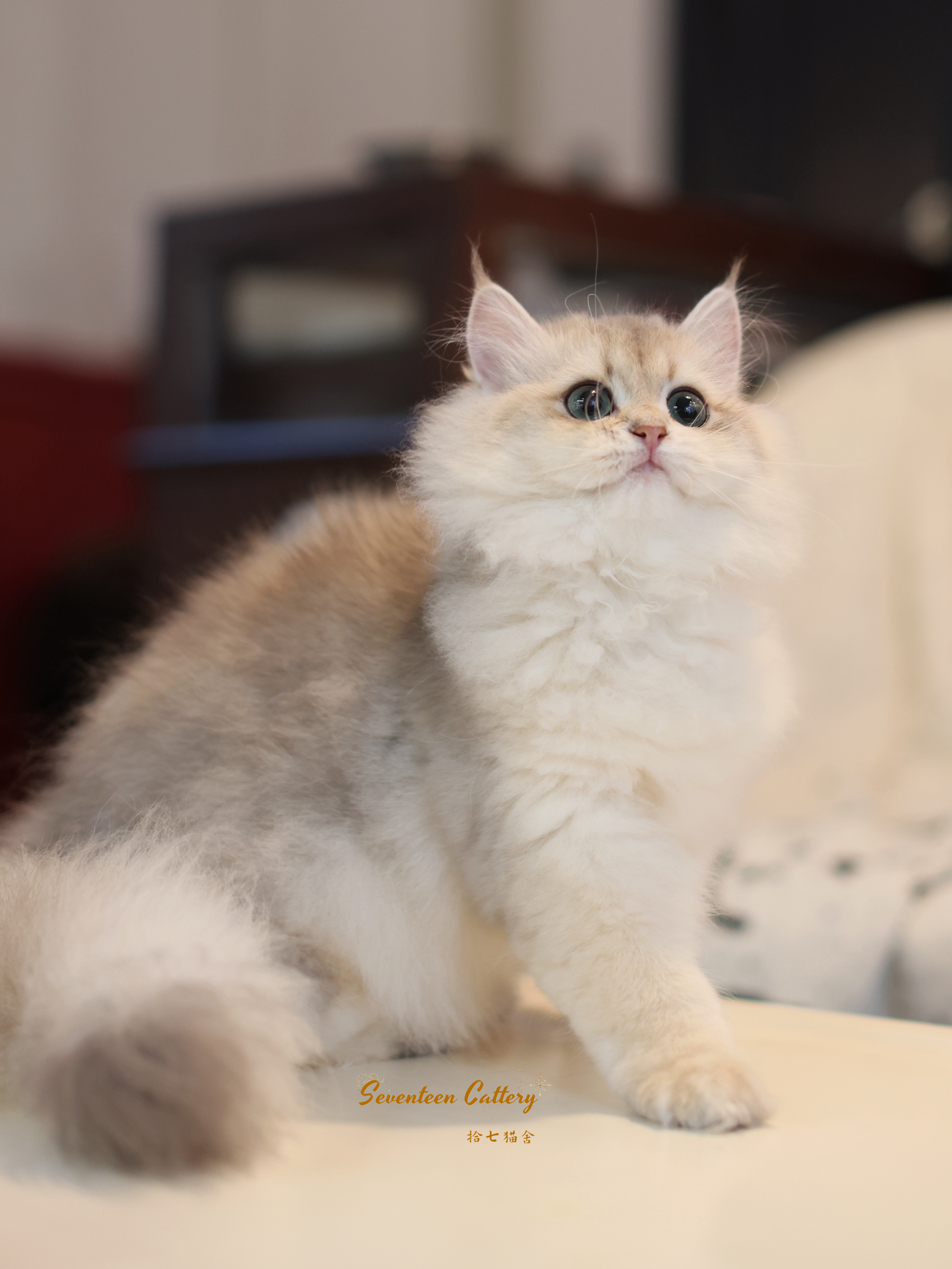 #拾七猫咪合辑
最近工作状态没恢复，怎么拍猫都觉得丑
昨天在小角落发现这个小孩
我说试试光吧，耳毛都还没来得及拔
出来的状态还不错
星巴克&金大胖双血线结合