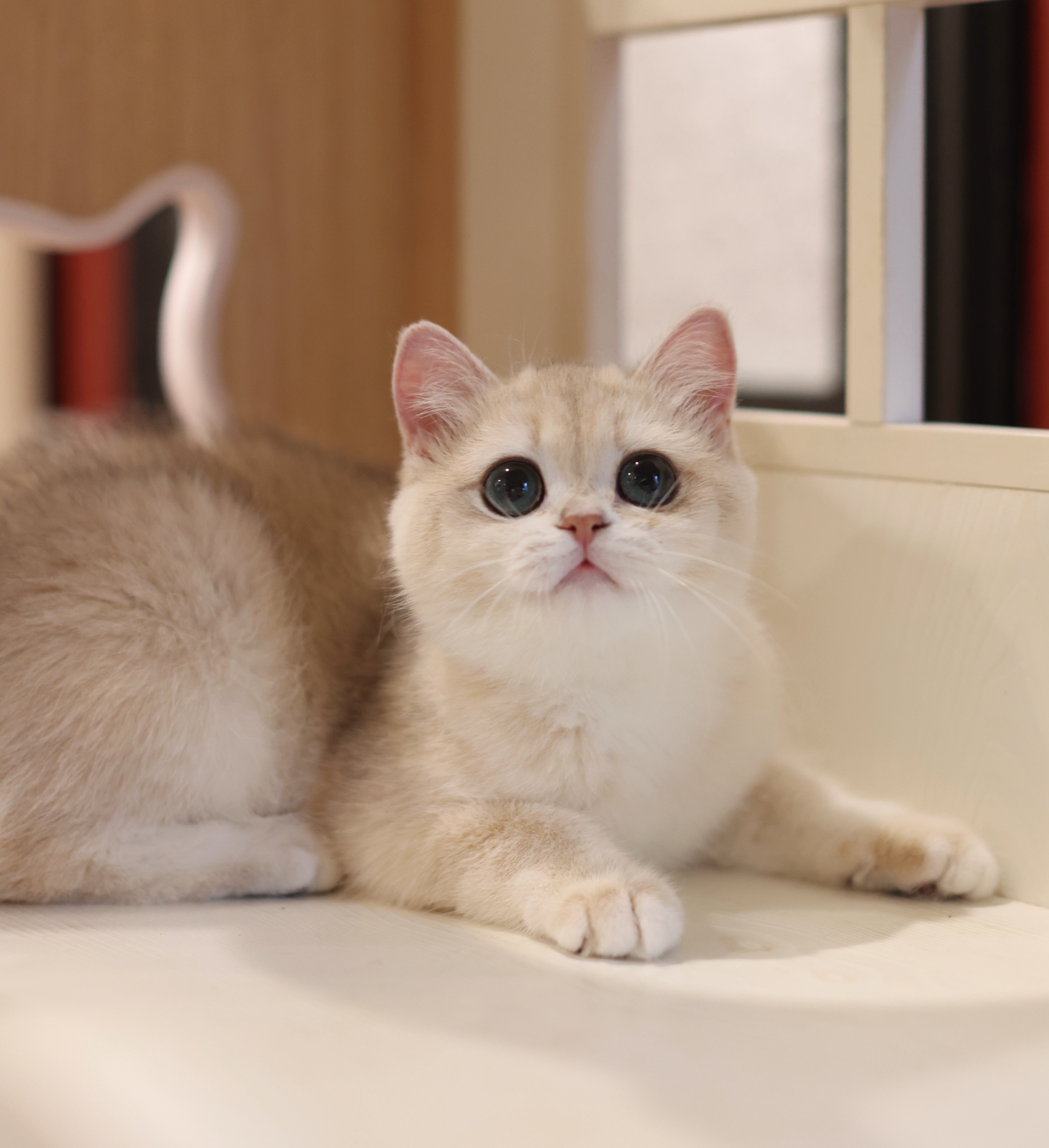 拾七猫舍