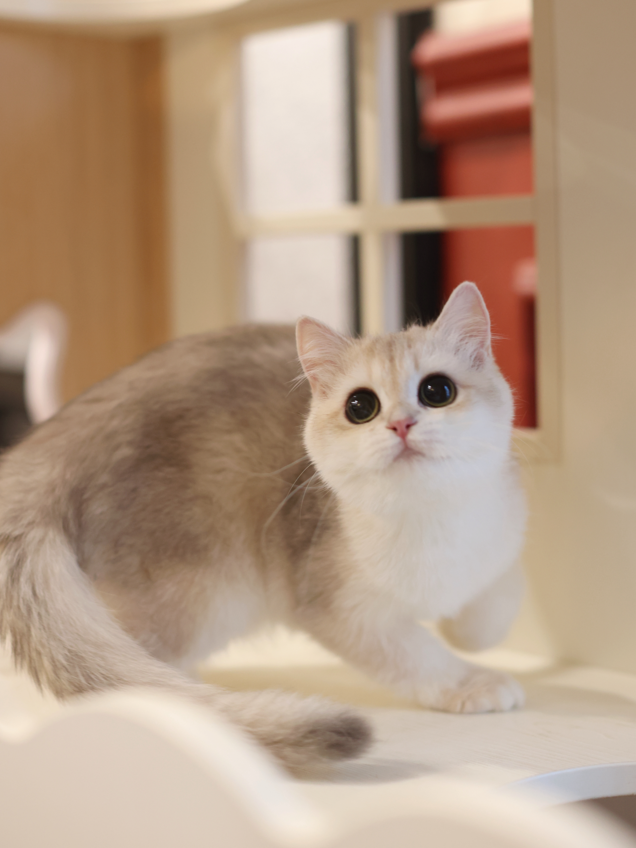 大眼妹