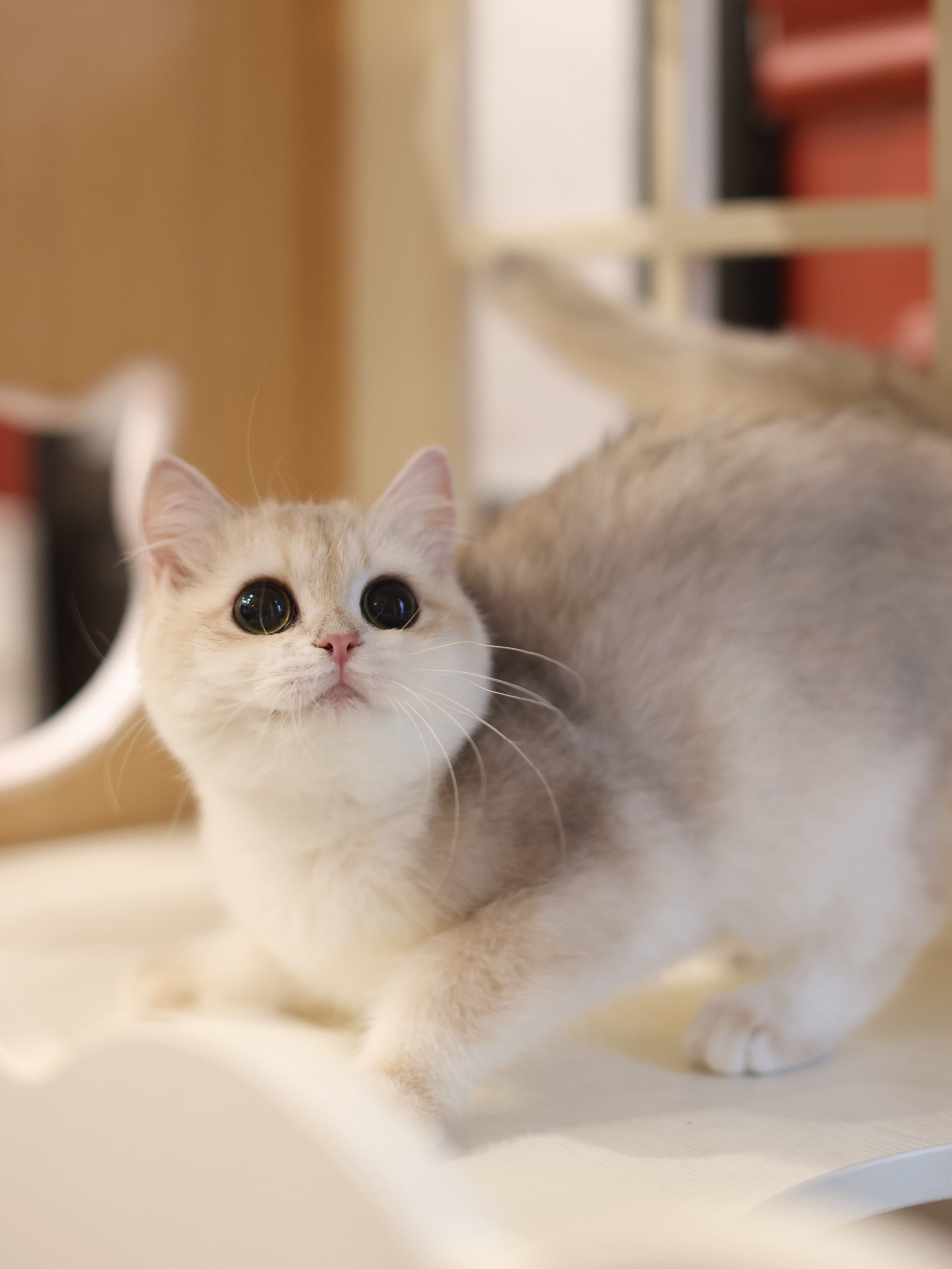 大眼妹 3