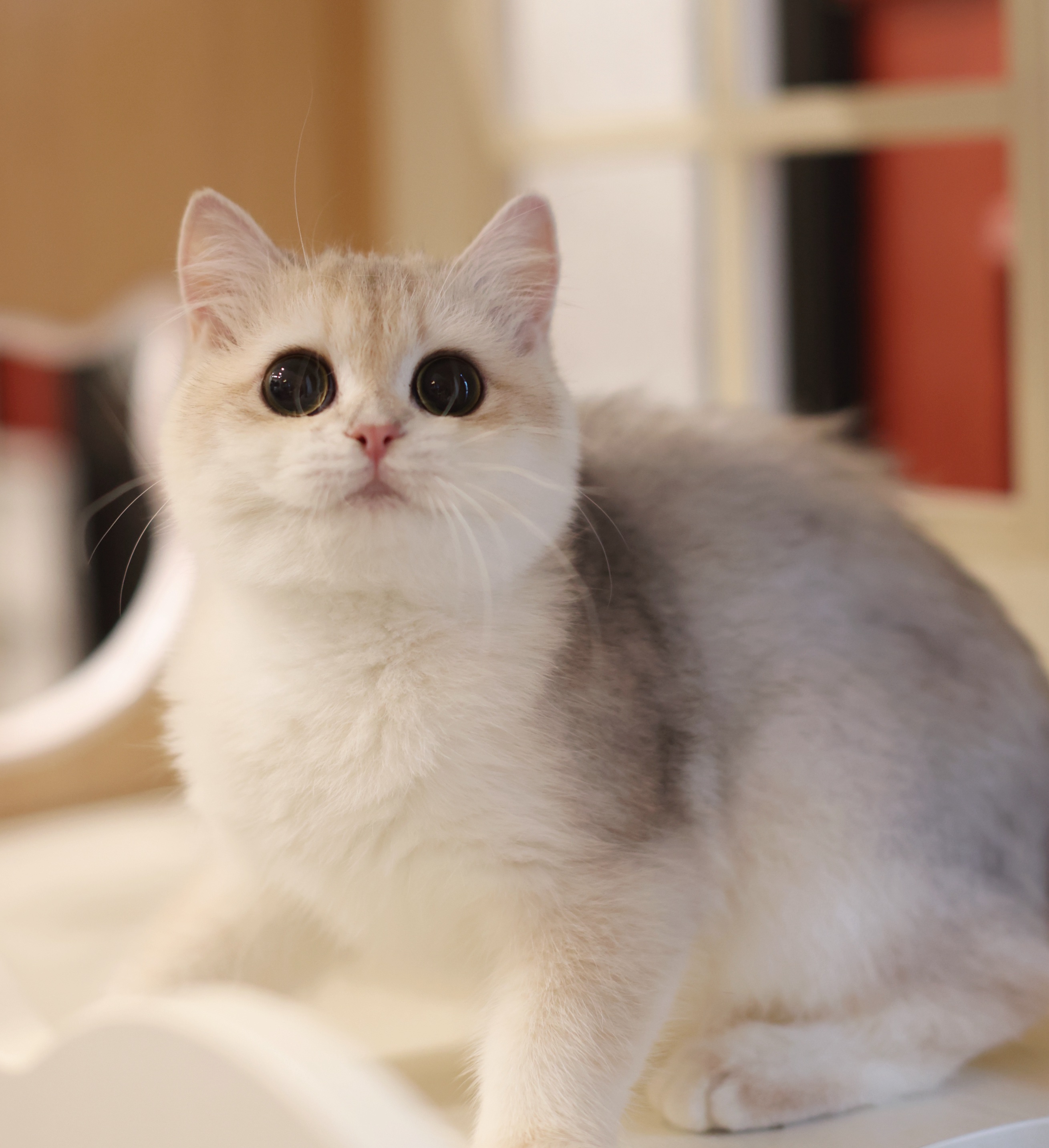 拾七猫舍