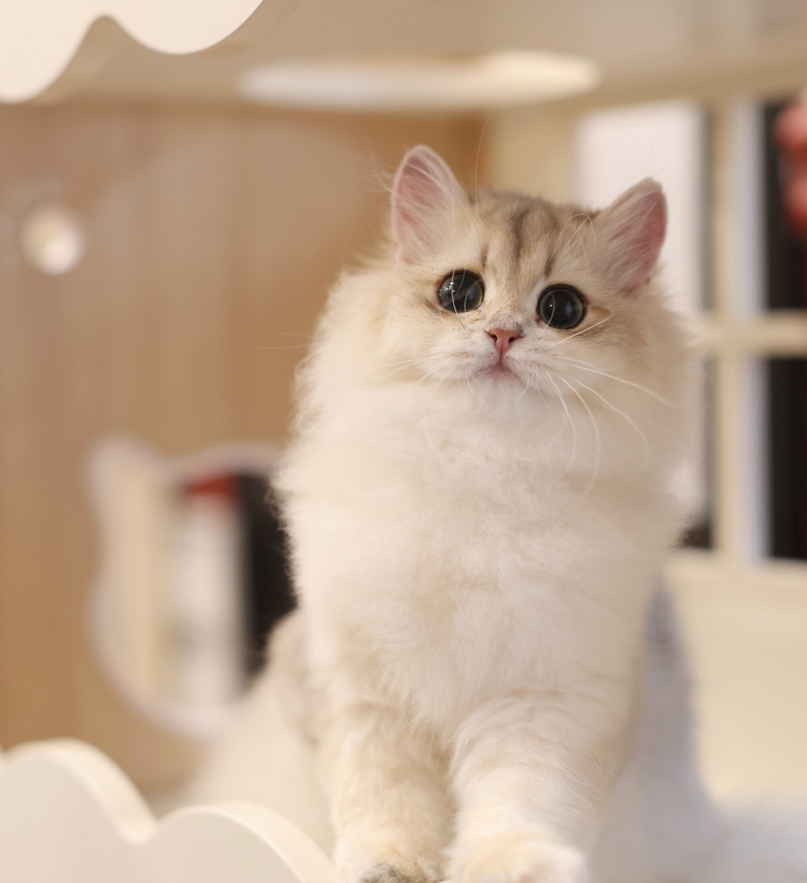 拾七猫舍