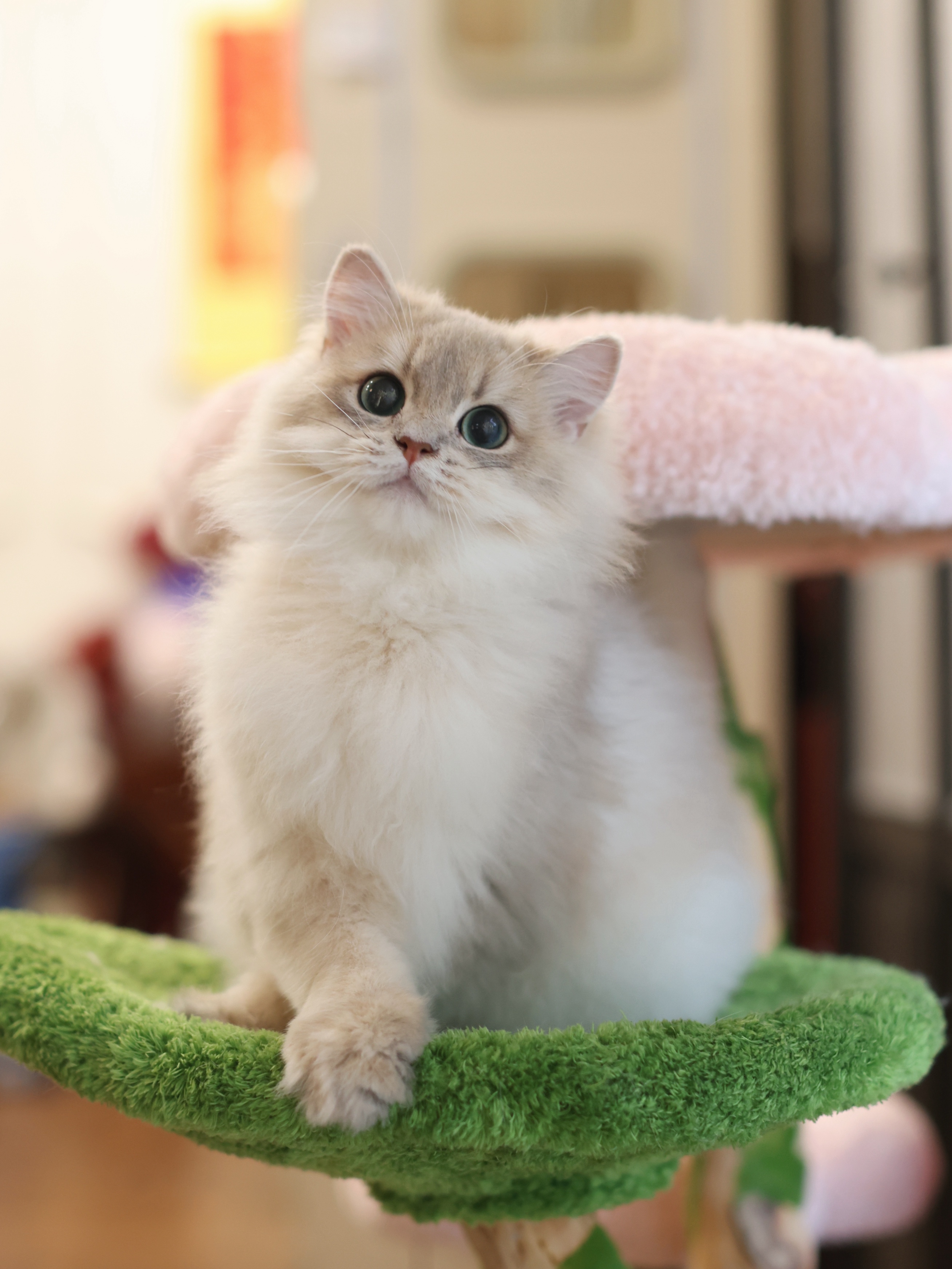 肆儿 2
