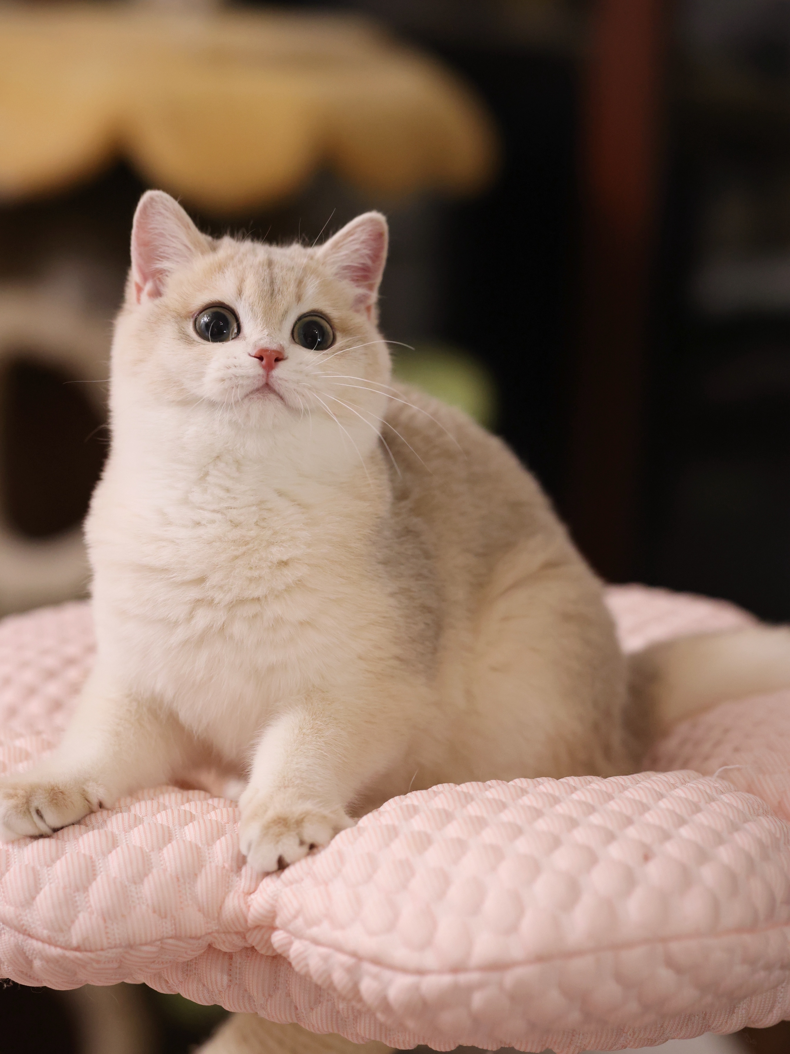 拾七猫舍