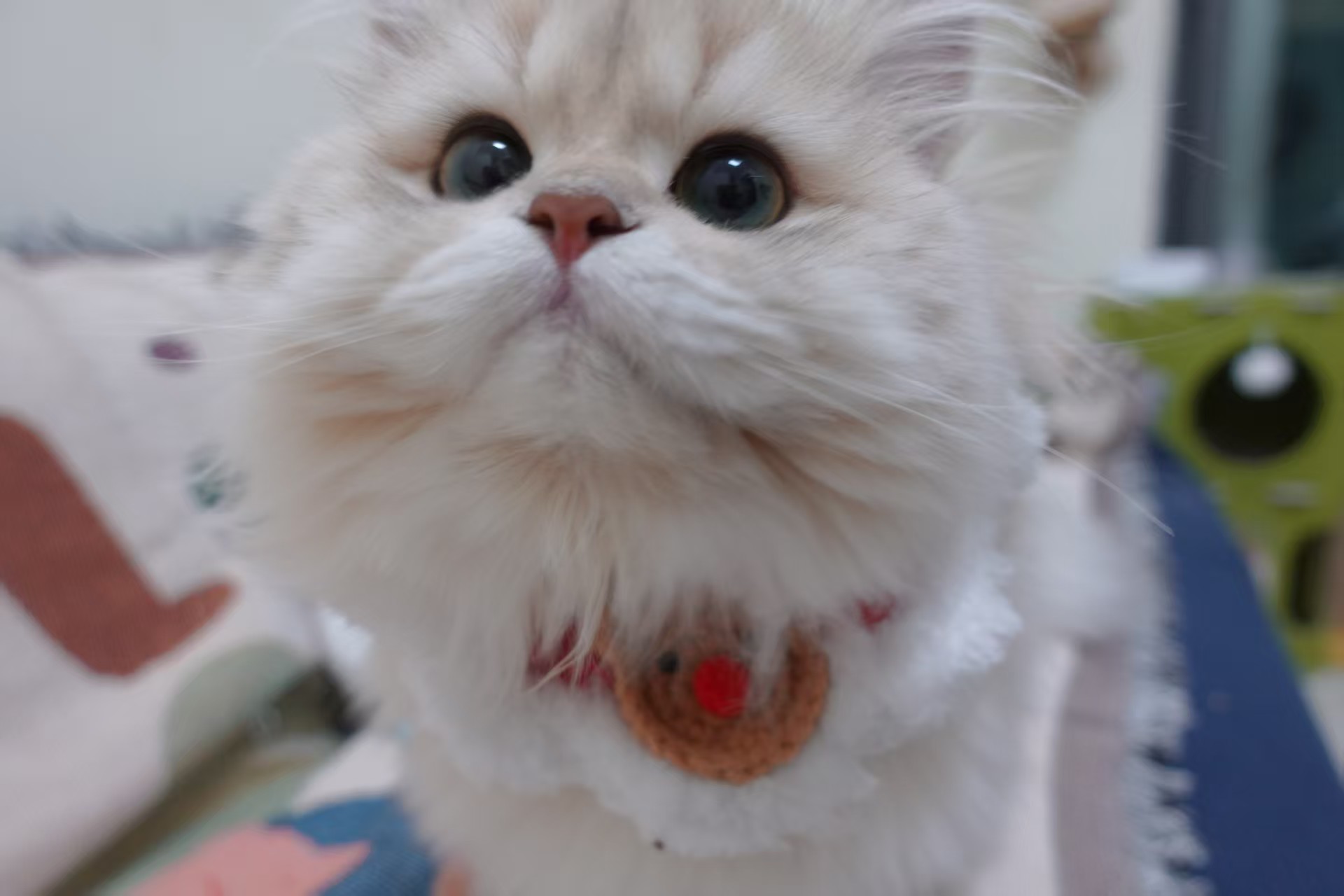 长毛蓝金妹妹