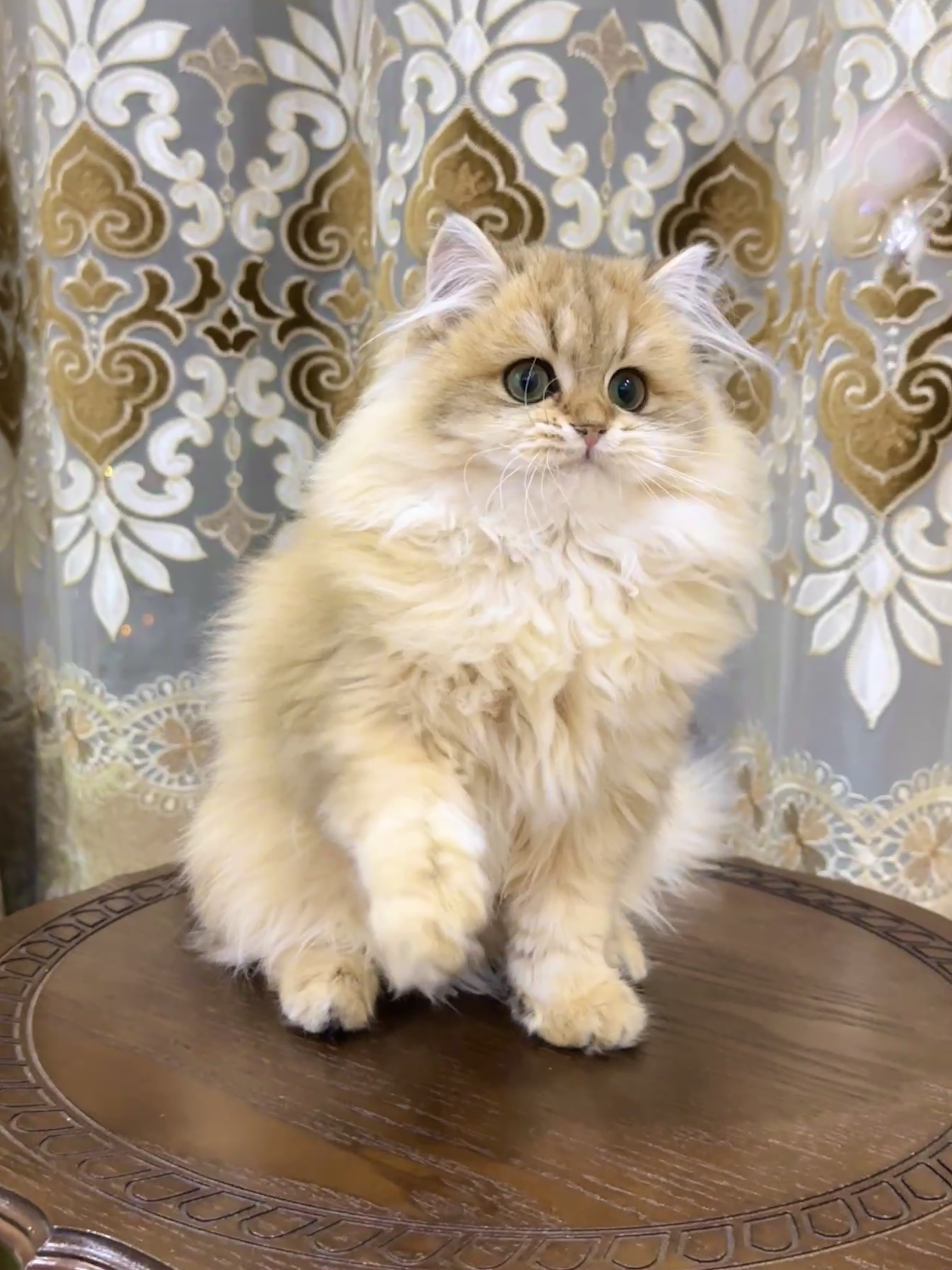 金渐层长毛妹妹 照片 3