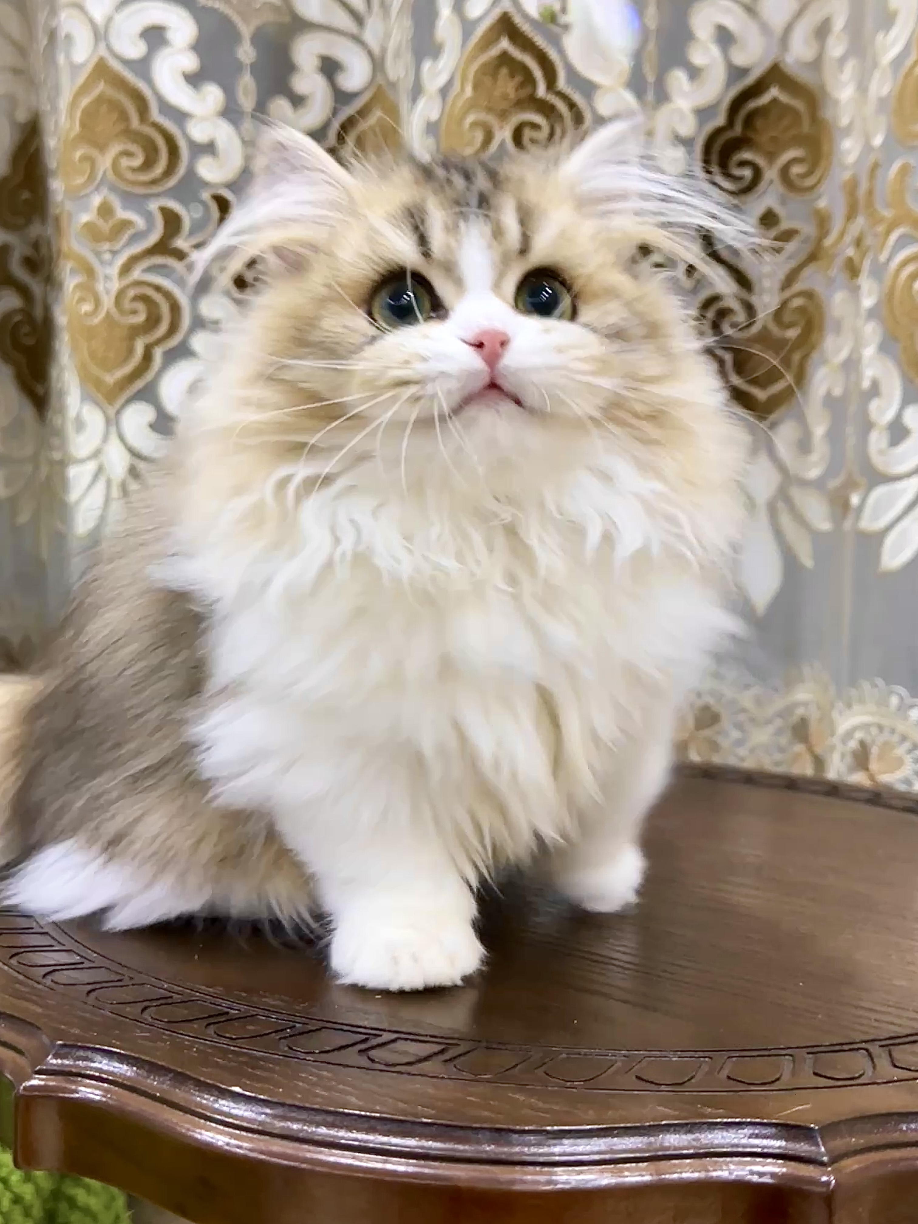 矮脚金加白妹妹