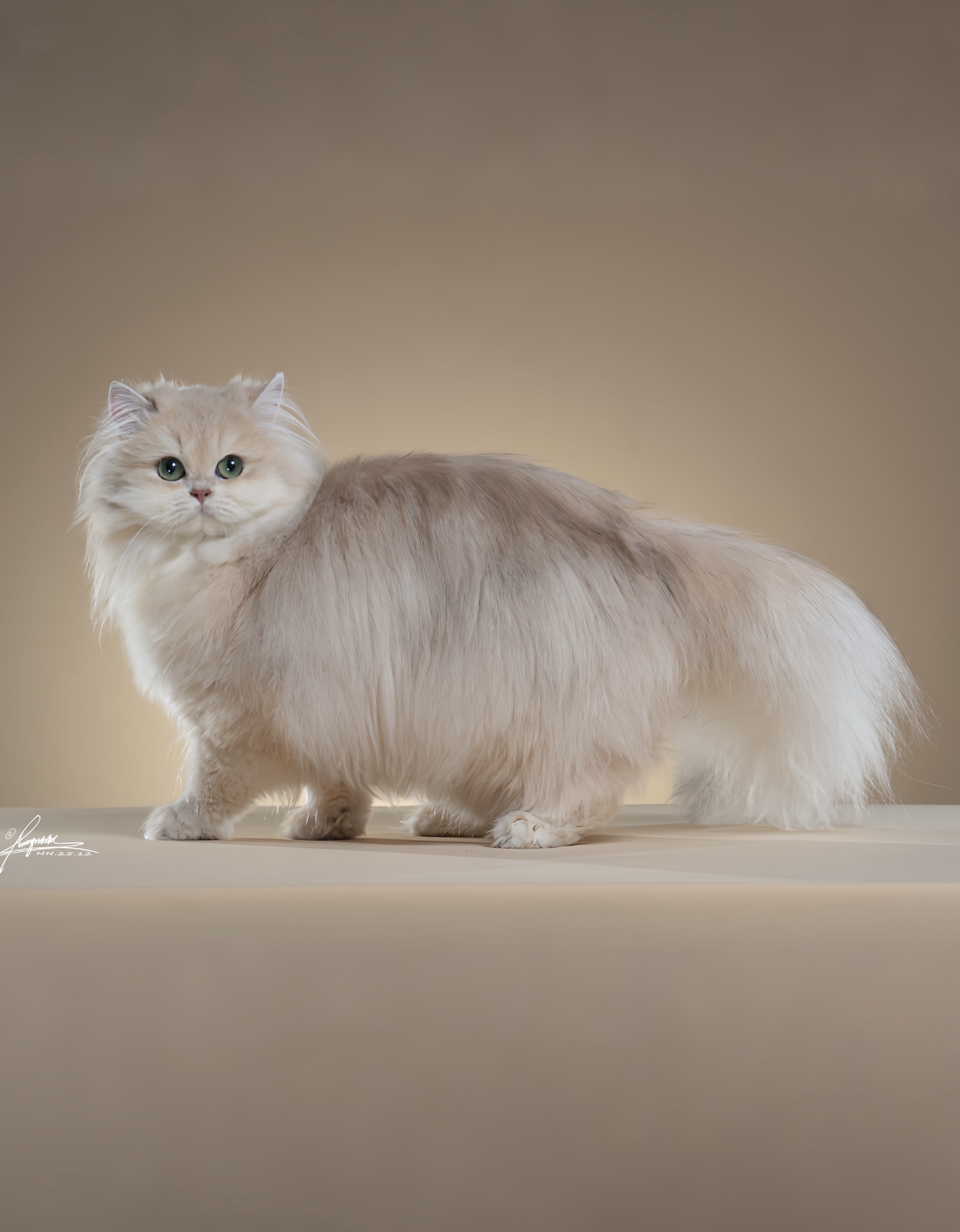 12色蓝金妹妹 照片 3