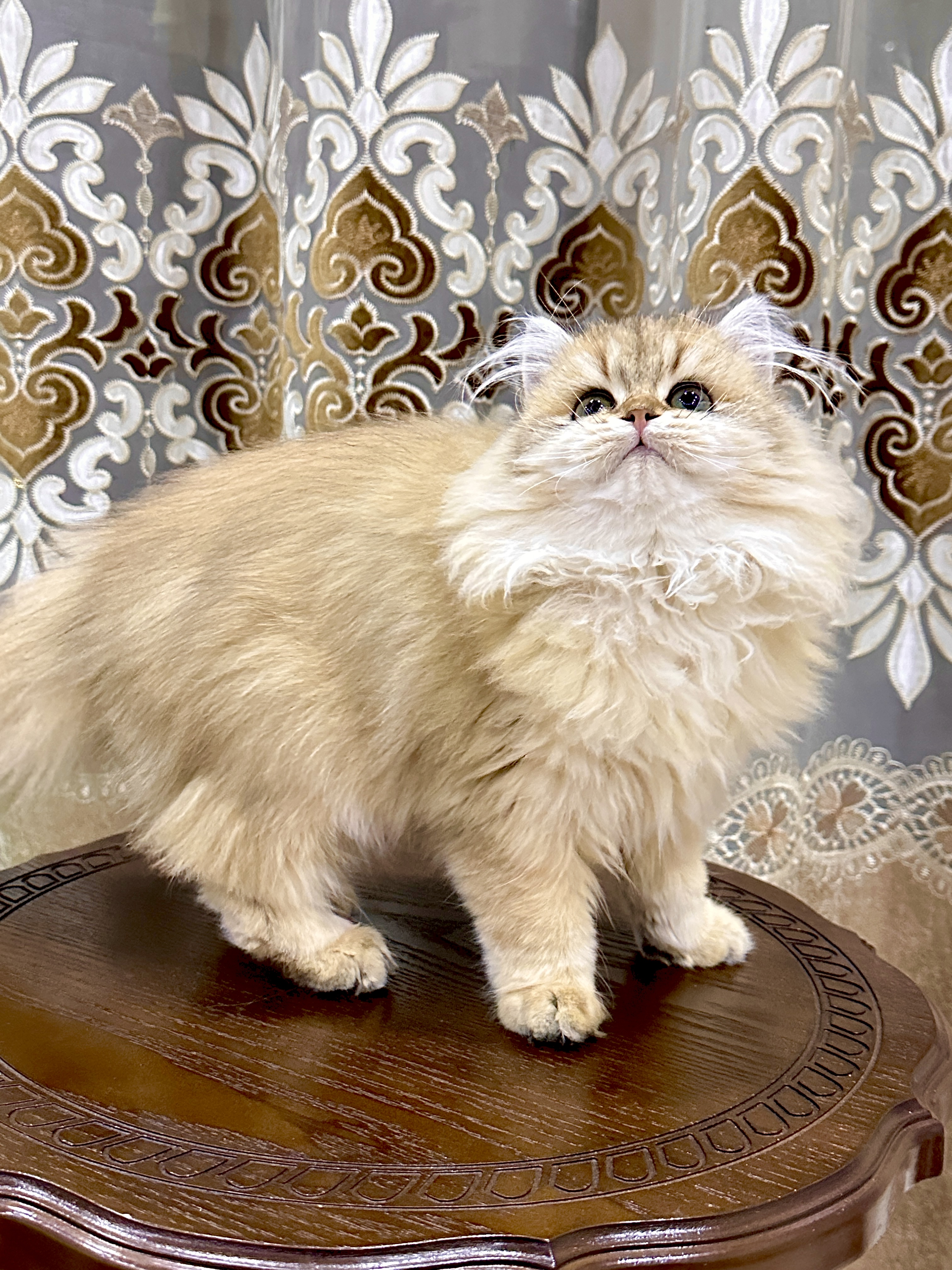 金渐层长毛妹妹 照片 2