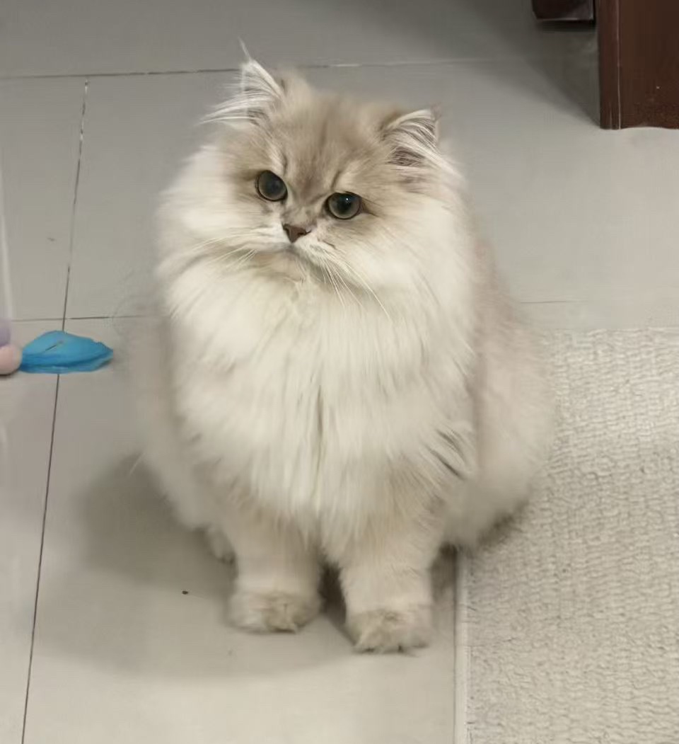 卡卡妹妹
