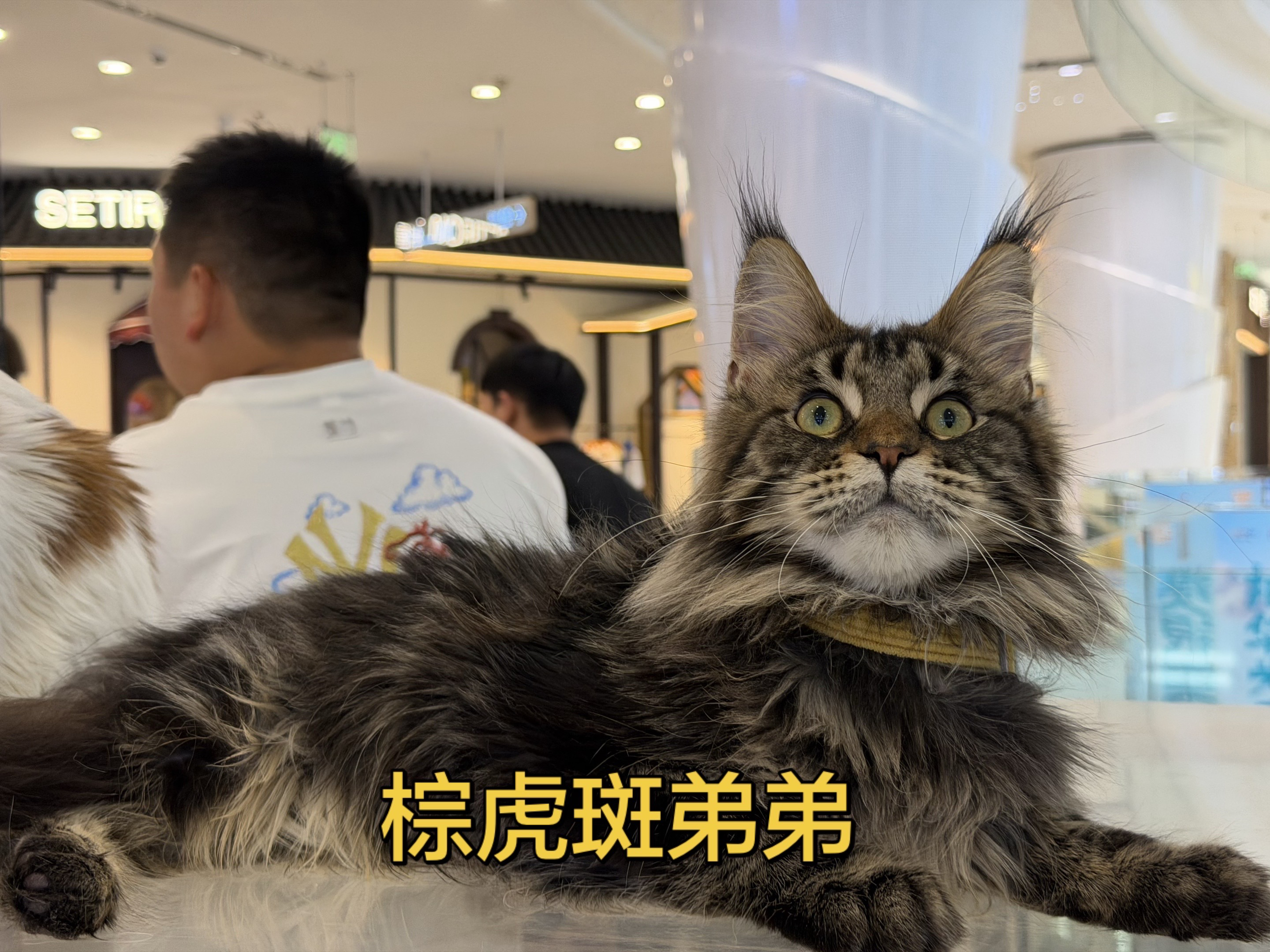 棕虎弟弟 6
